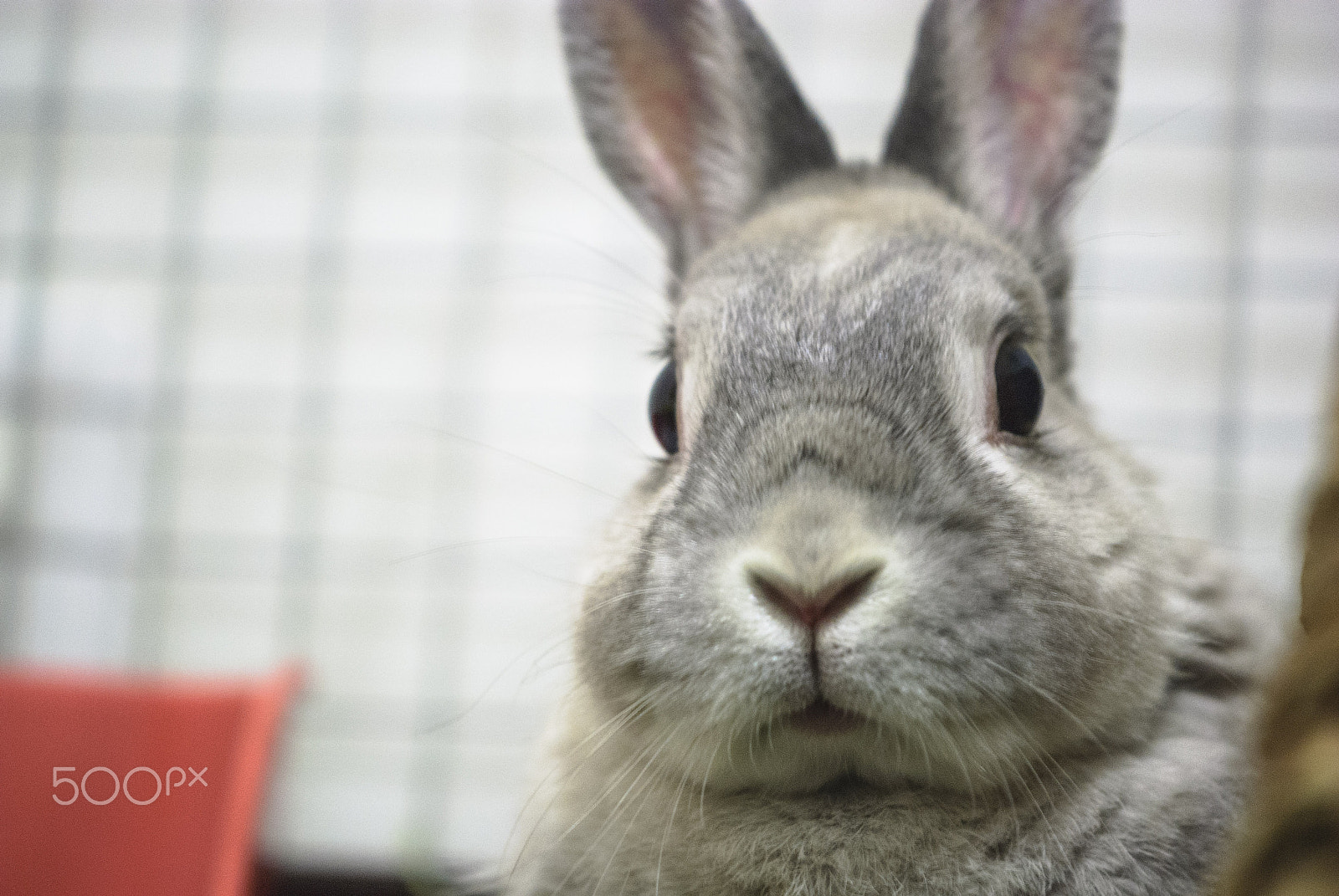 Nikon AF-S DX Micro-Nikkor 85mm F3.5G ED VR sample photo. A rabbit of great presence photography