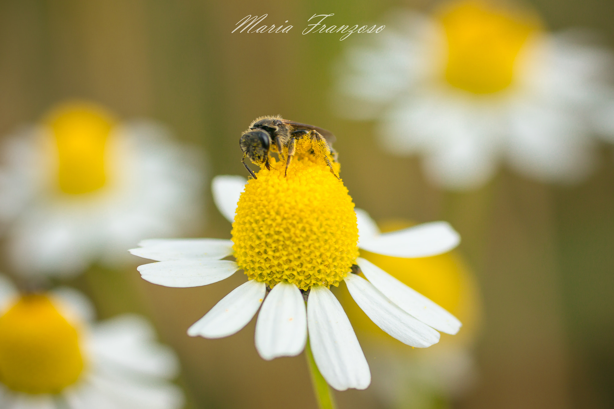 Canon EOS 600D (Rebel EOS T3i / EOS Kiss X5) + Canon EF 50mm F2.5 Macro sample photo. L'ape indaffarata photography