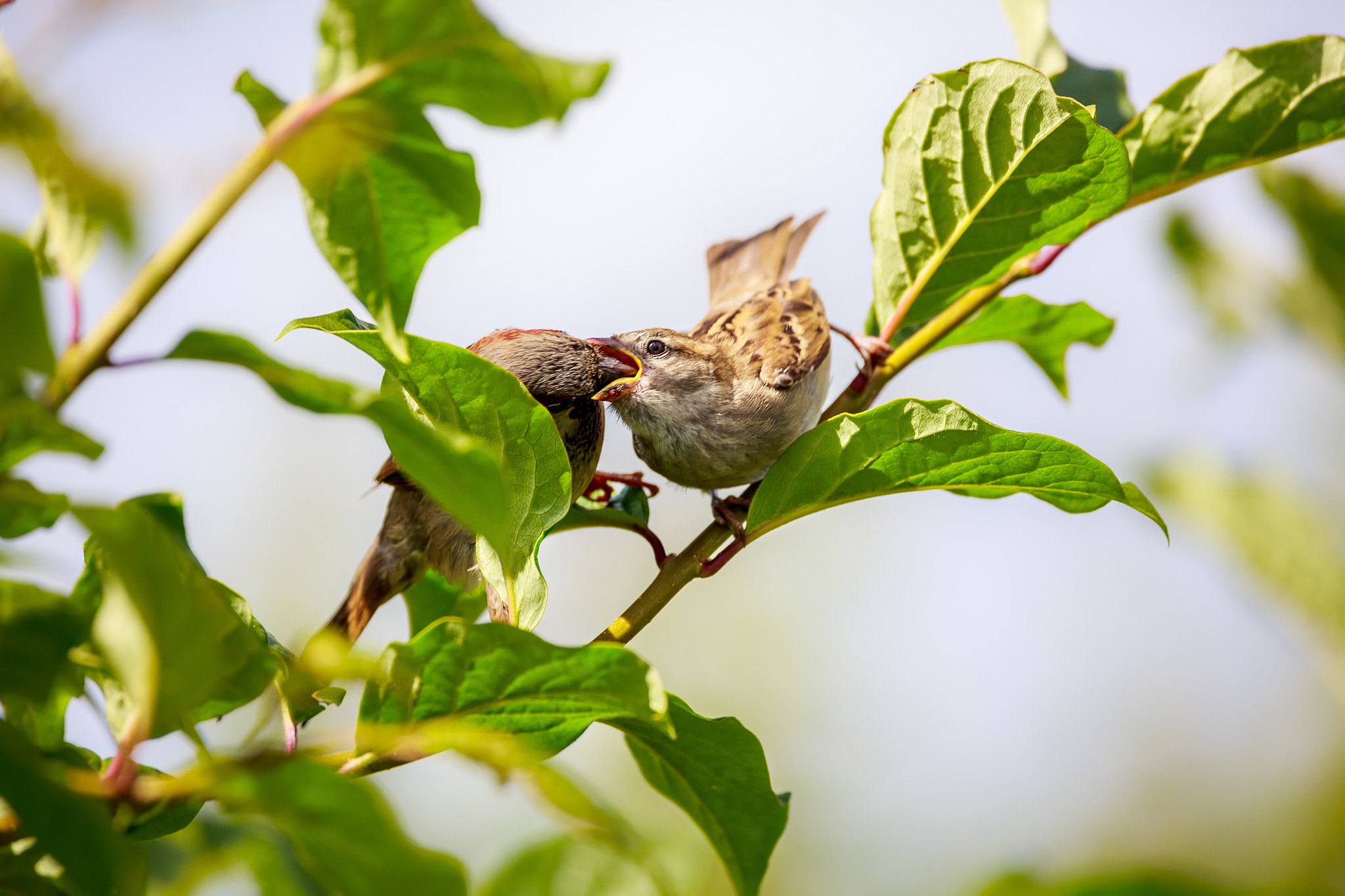 150-600mm F5-6.3 DG OS HSM | Contemporary 015 sample photo. Feeding young bird photography