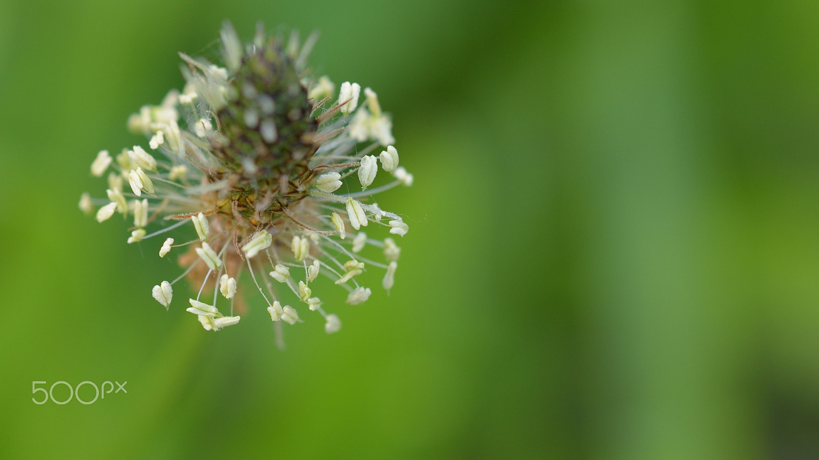 Nikon D750 + ZEISS Milvus 50mm F2 Macro sample photo. Green photography