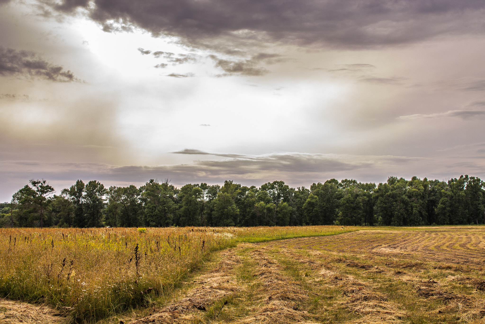 Sigma 30mm F1.4 EX DC HSM sample photo. Summer meadow photography