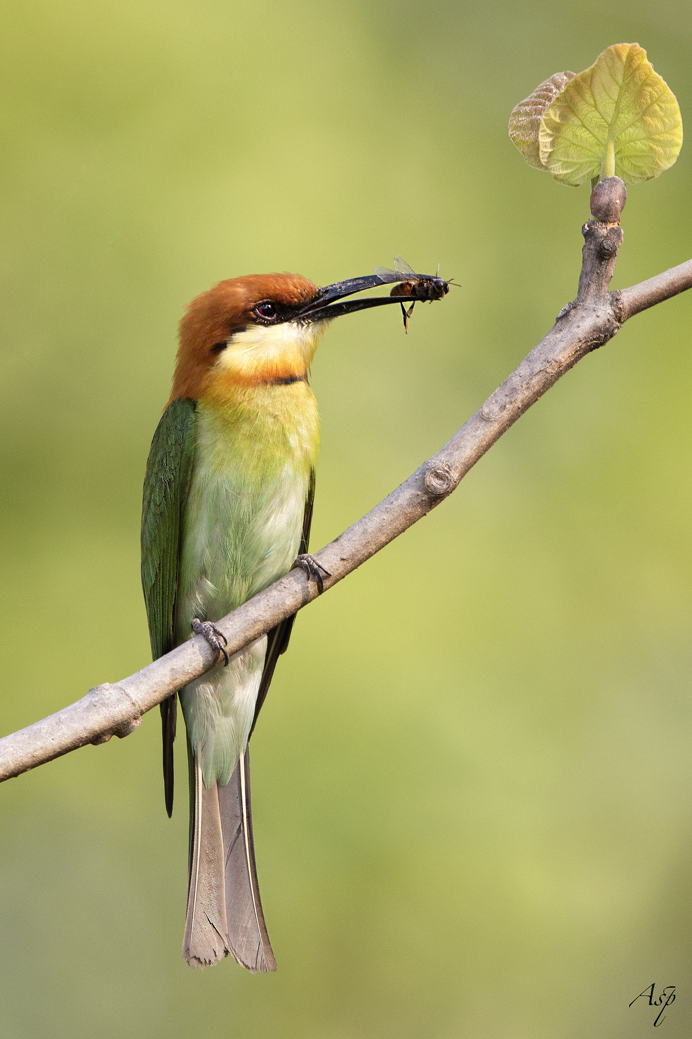 Canon EOS 5DS R + Canon EF 600mm F4L IS II USM sample photo. Chestnut-headed bee-eater. photography