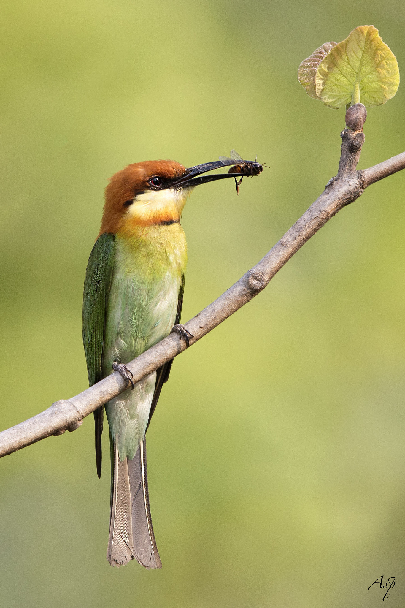 Canon EF 600mm F4L IS II USM sample photo. Chestnut-headed bee-eater. photography