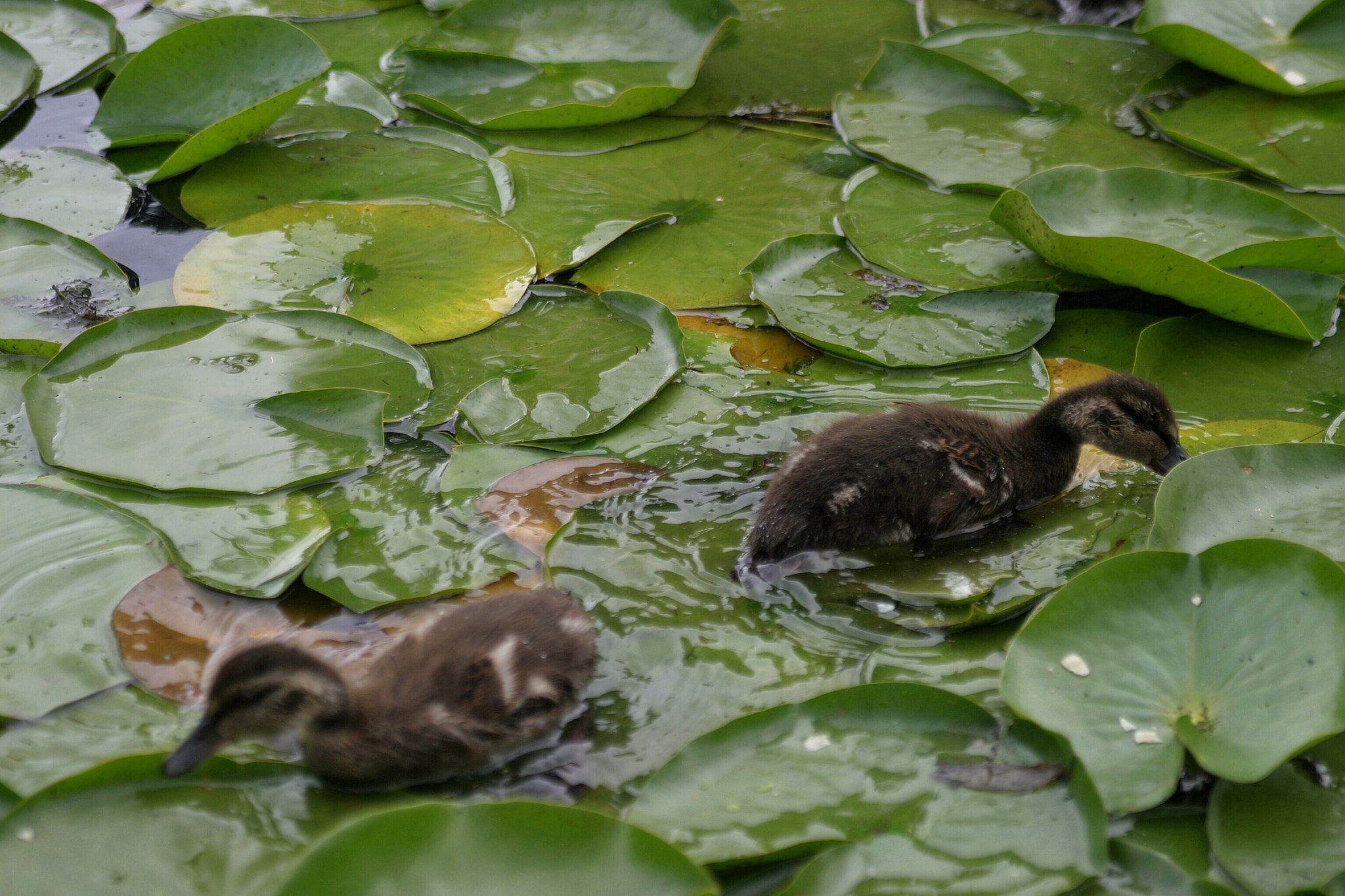 Canon EOS 10D sample photo. Baby ducks feeding photography