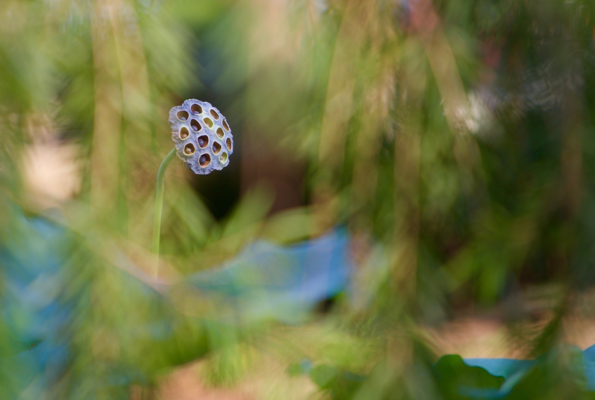 Canon EF 70-200mm F2.8L IS USM sample photo. Lotus photography