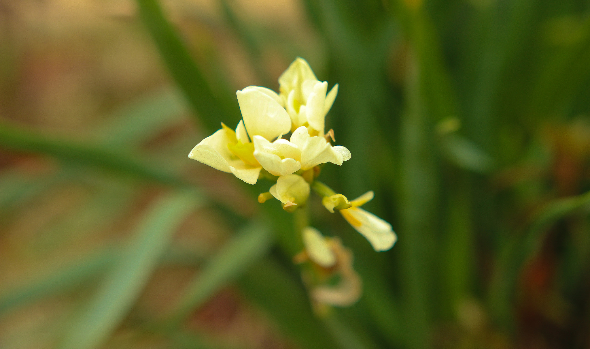 Sigma 18-35mm f/1.8 DC HSM sample photo. Flower photography