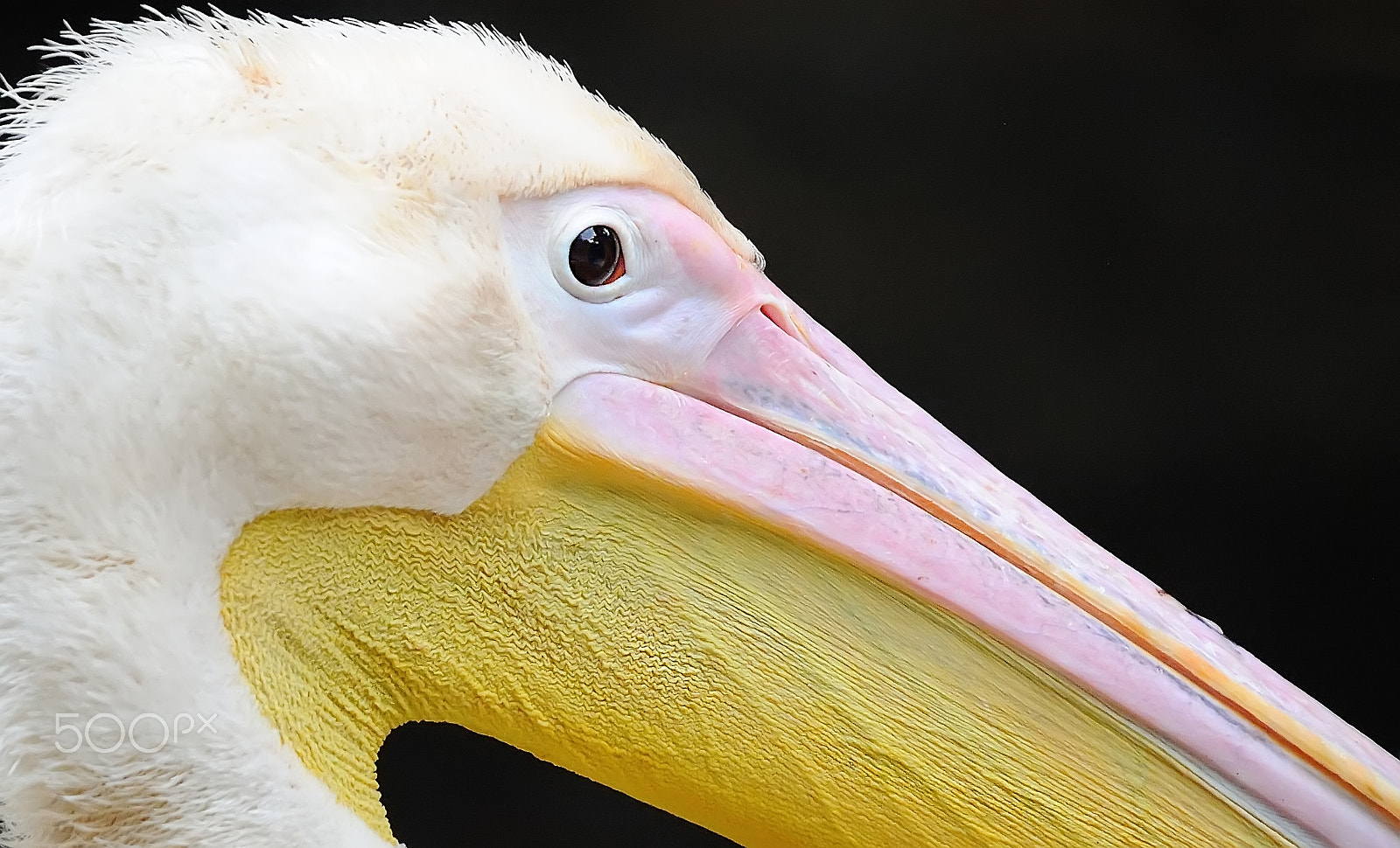 Sigma 50-500mm F4-6.3 EX APO RF HSM sample photo. Pelican photography