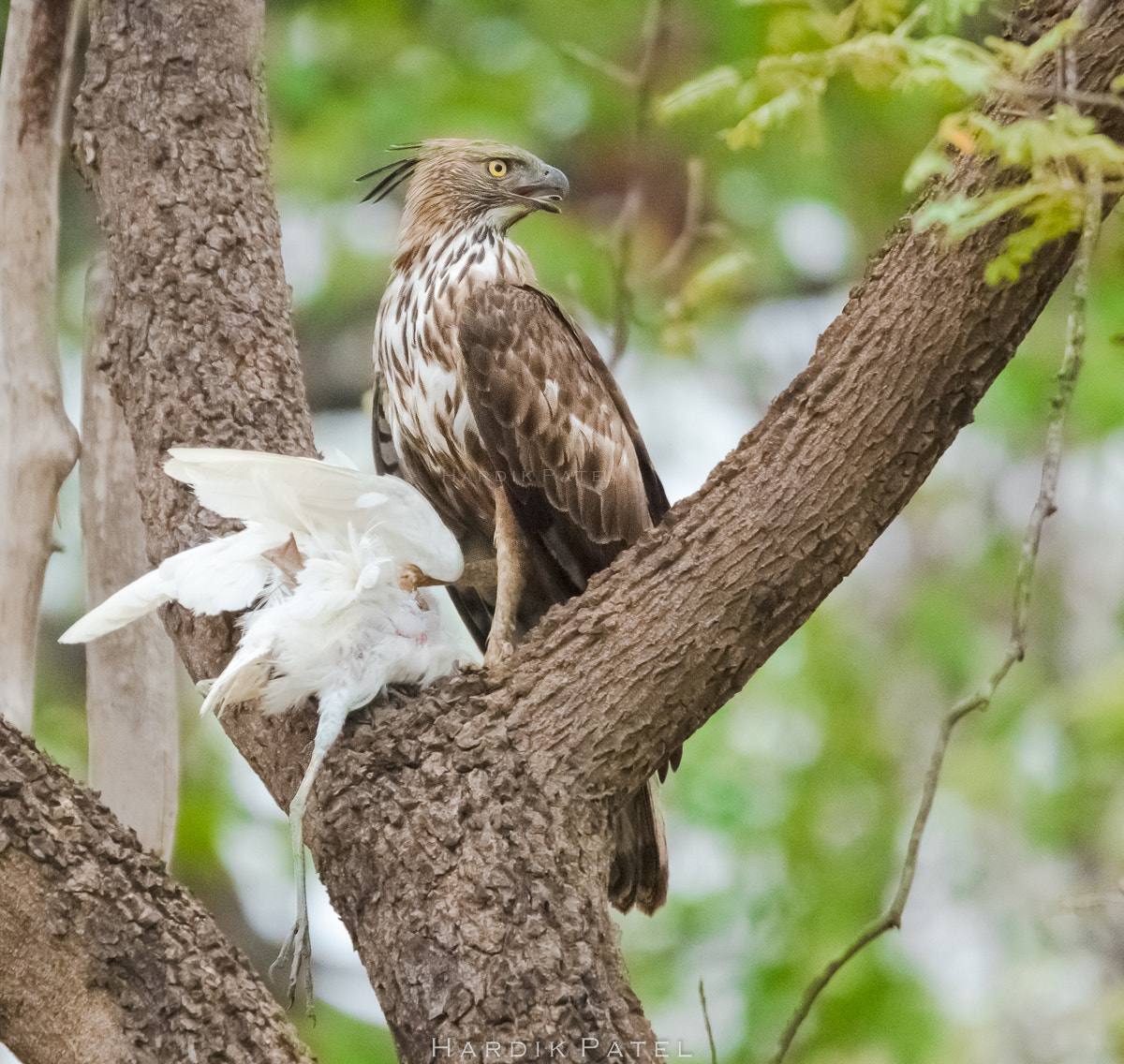 Nikon D5 sample photo. Great hunter photography