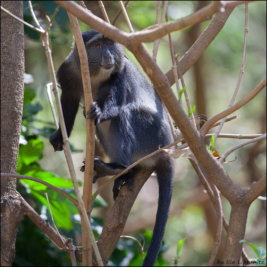 Canon EOS-1D Mark III + Canon EF 300mm F2.8L IS USM sample photo. Blue monkey №2 photography