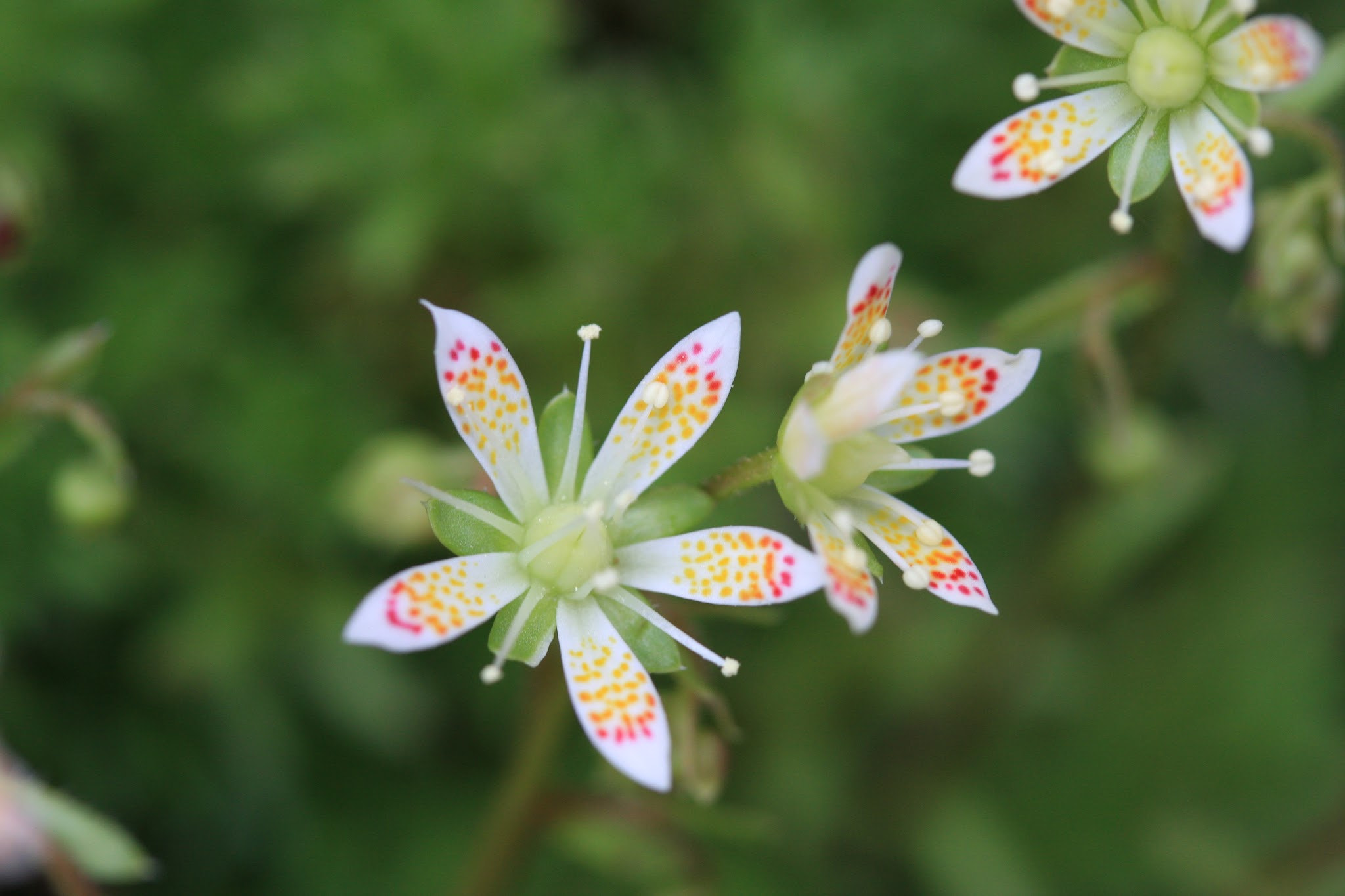Canon EF-S 60mm F2.8 Macro USM sample photo. Shakotan saw alpine plant photography