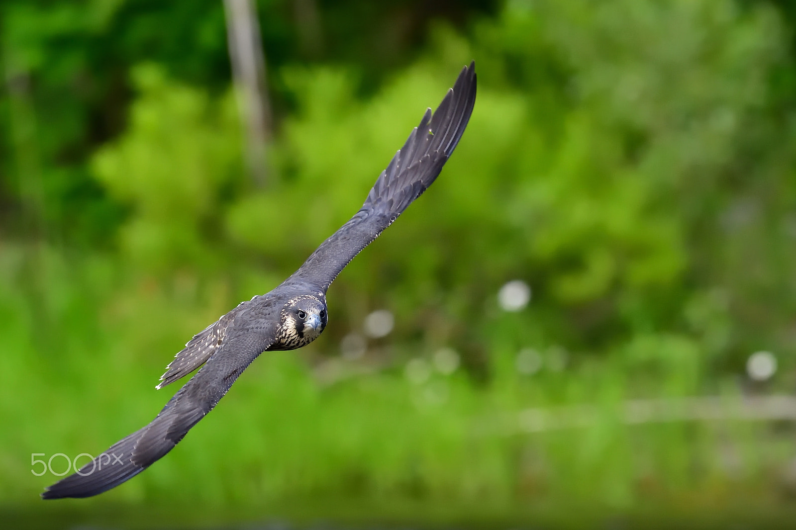 Nikon D5 + Nikon AF-S Nikkor 600mm F4G ED VR sample photo. Flight photography
