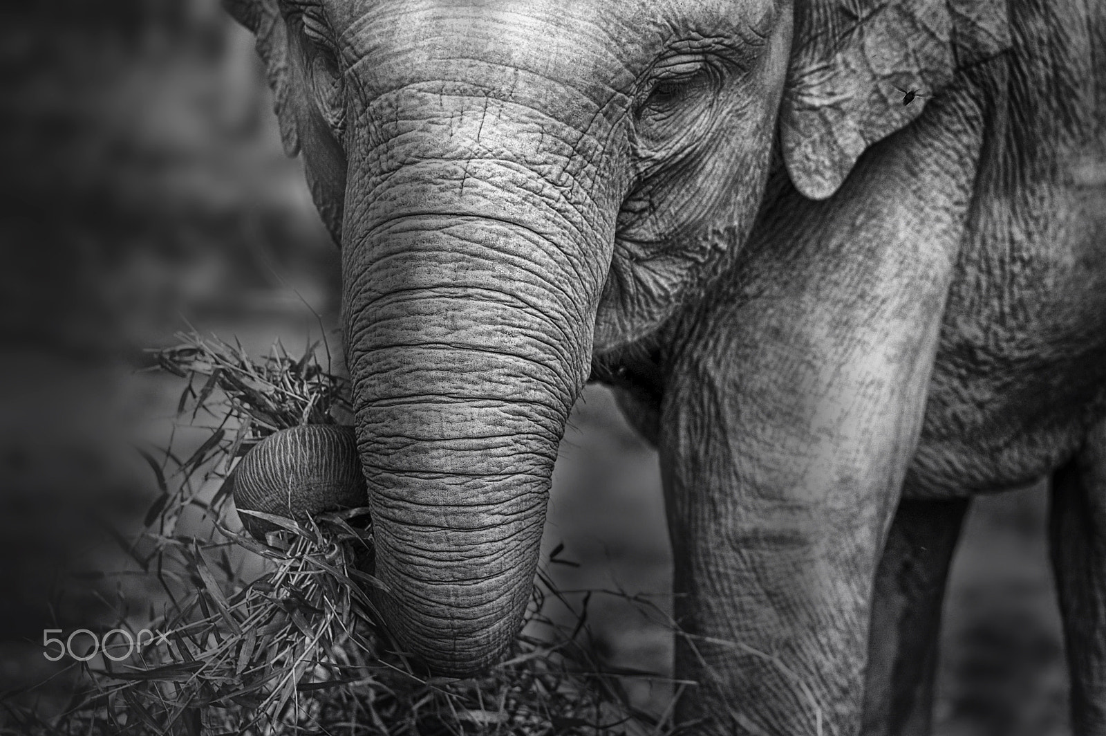 Nikon D40 sample photo. Baby elephant lunch time photography