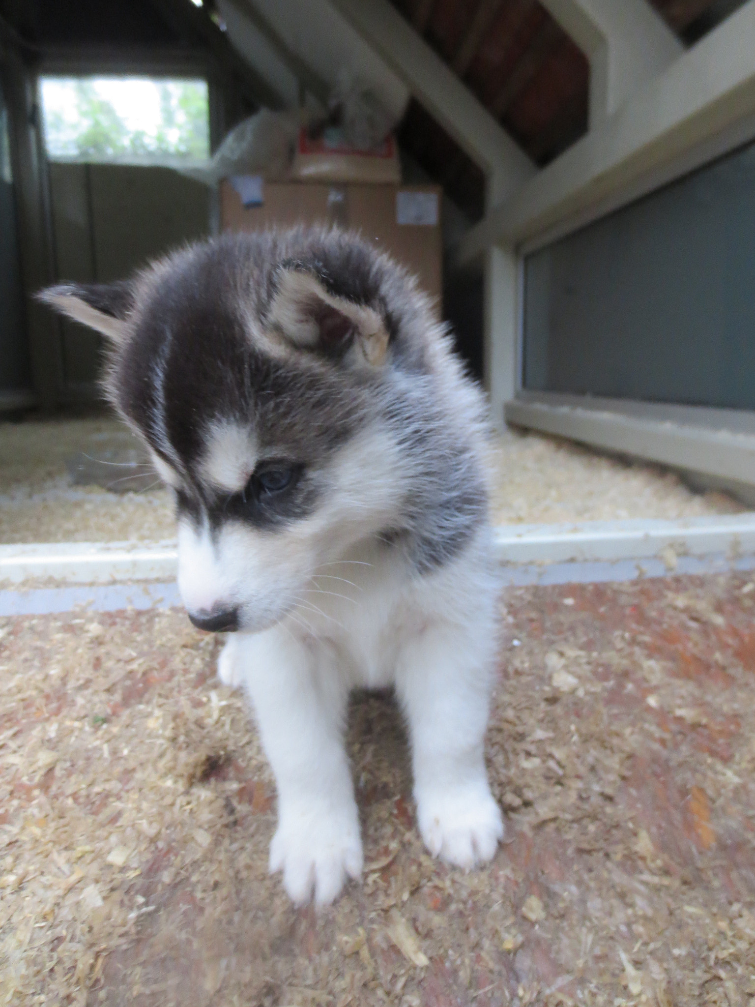 Canon PowerShot ELPH 110HS (PowerShot IXUS 125 HS) sample photo. Husky baby photography