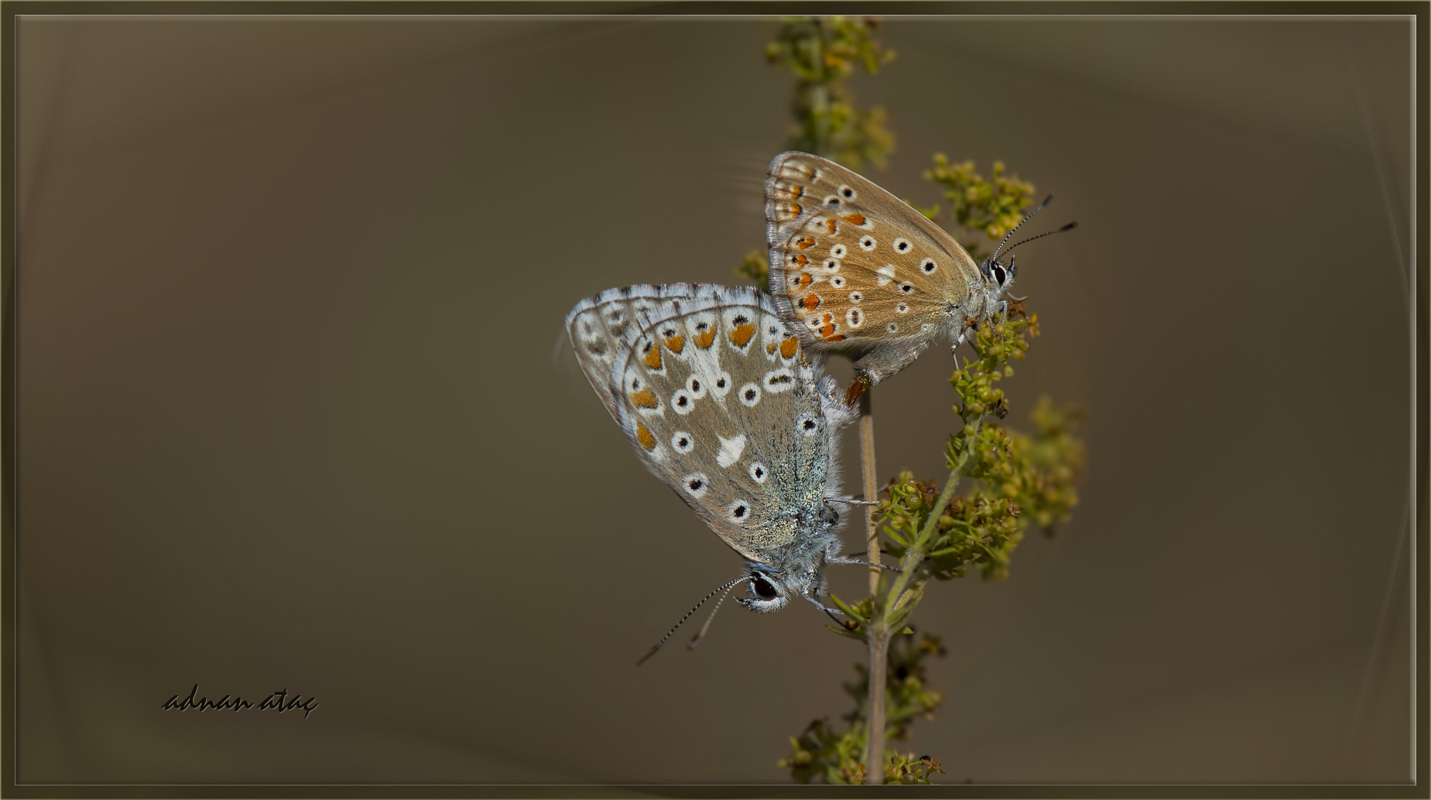 Nikon D5 sample photo. Çokgözlü gökmavisi - polyommatus bellargus - adonis blue photography