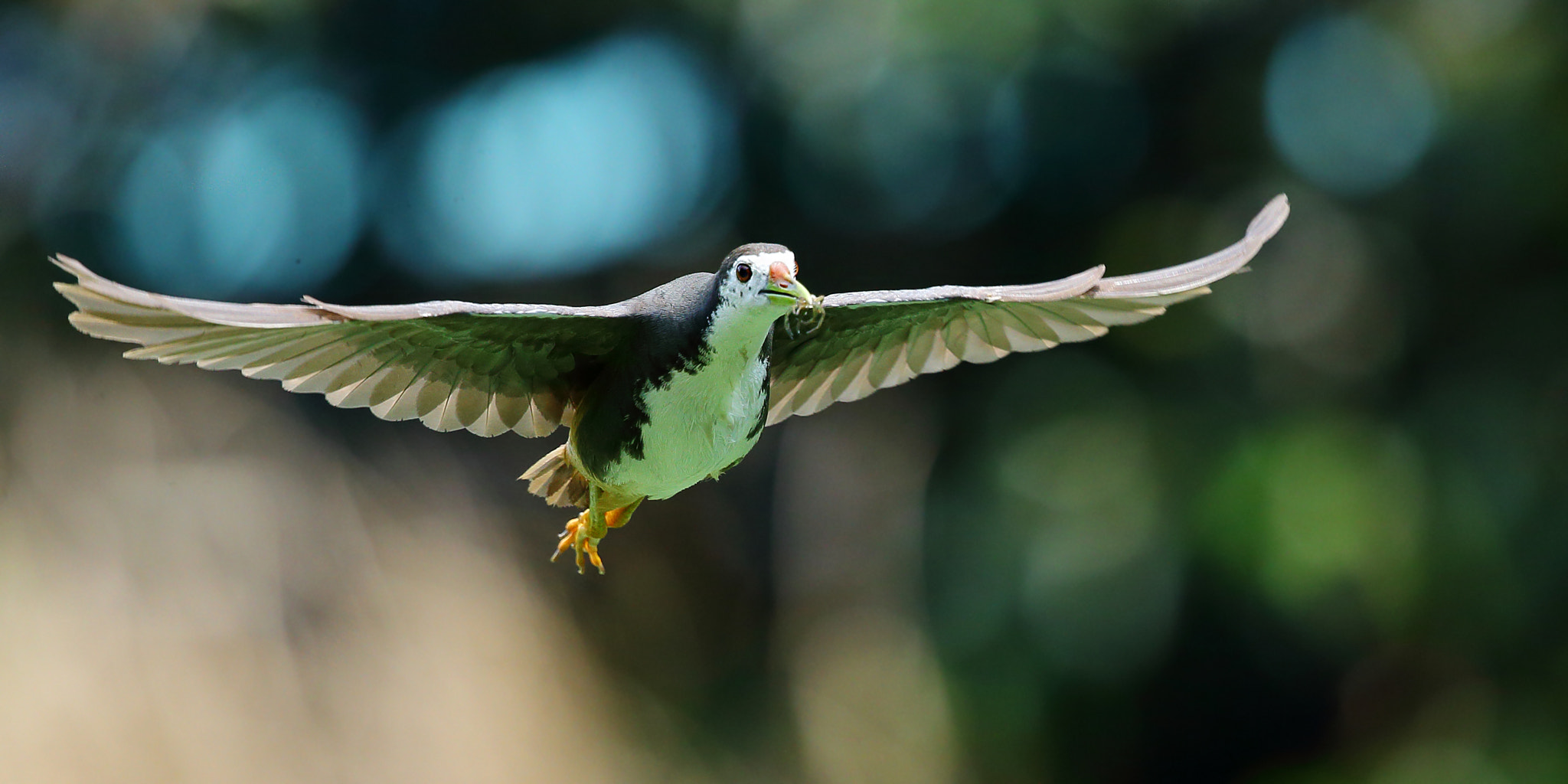 Canon EF 300mm F2.8L IS II USM sample photo. Fly photography