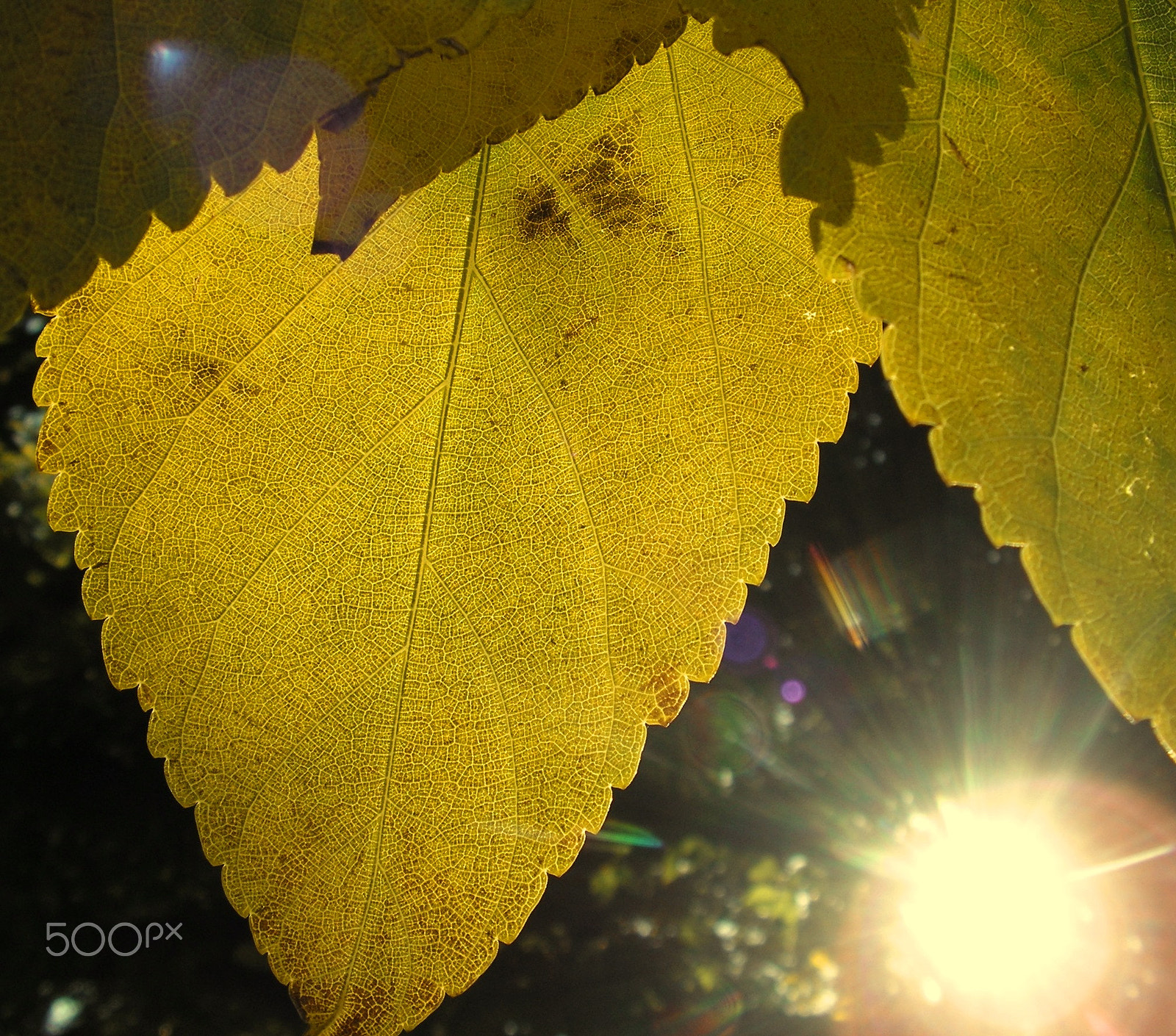 KONICA MINOLTA DiMAGE Z20 sample photo. Veins of light photography