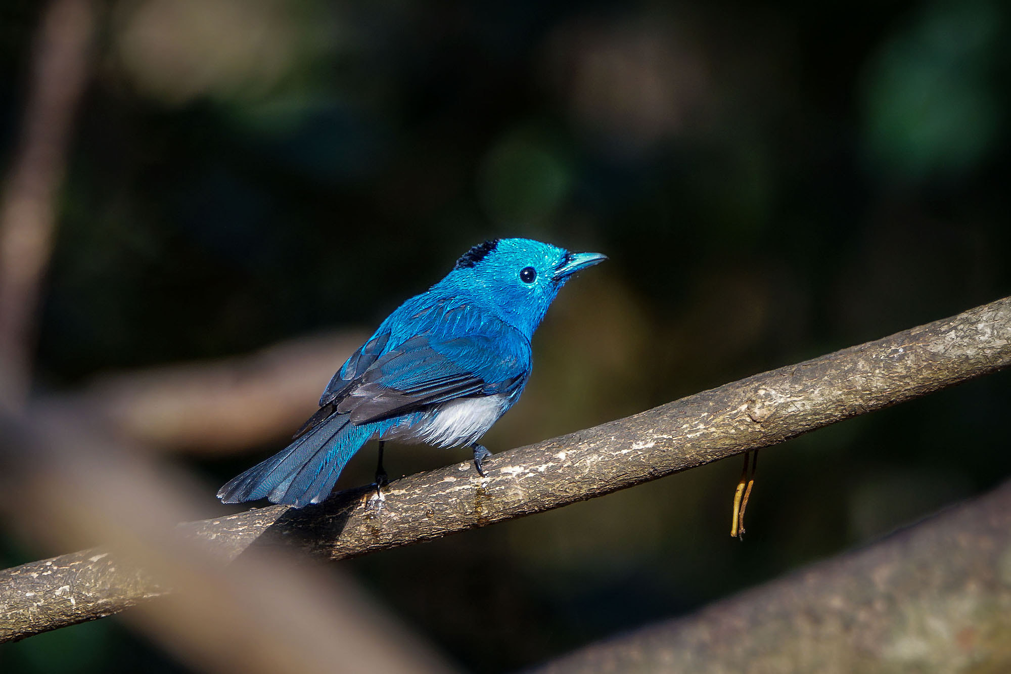 Sony ILCA-77M2 + Sony 70-400mm F4-5.6 G SSM II sample photo. Black-naped monarch photography