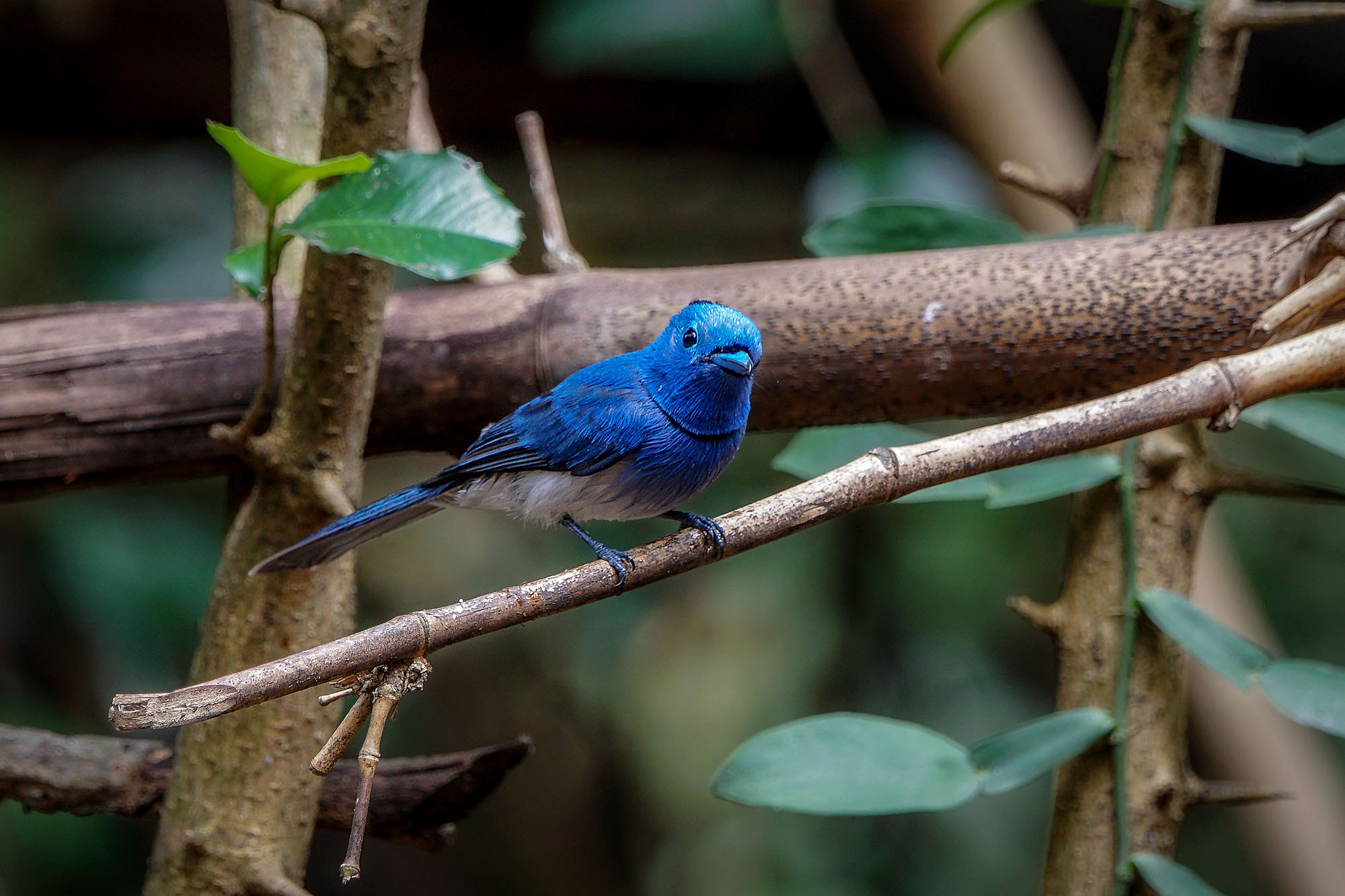 Sony ILCA-77M2 + Sony 70-400mm F4-5.6 G SSM II sample photo. Black-naped monarch photography