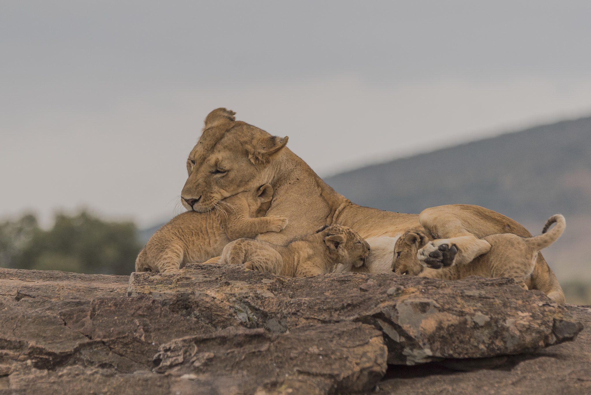 Sony 70-400mm F4-5.6 G SSM II sample photo. Masai mara-kenya photography
