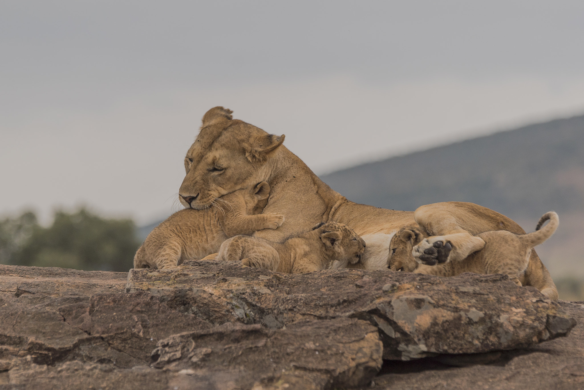 Sony a7S + Sony 70-400mm F4-5.6 G SSM II sample photo. Masai mara-kenya photography