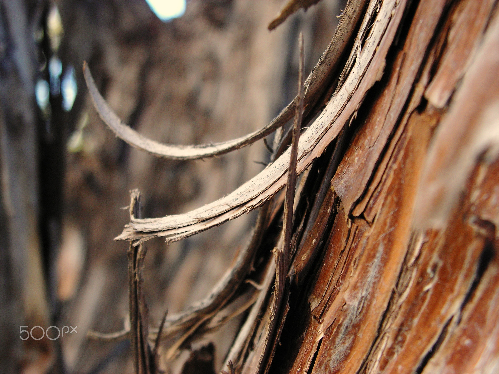 KONICA MINOLTA DiMAGE Z20 sample photo. Bark flakes photography