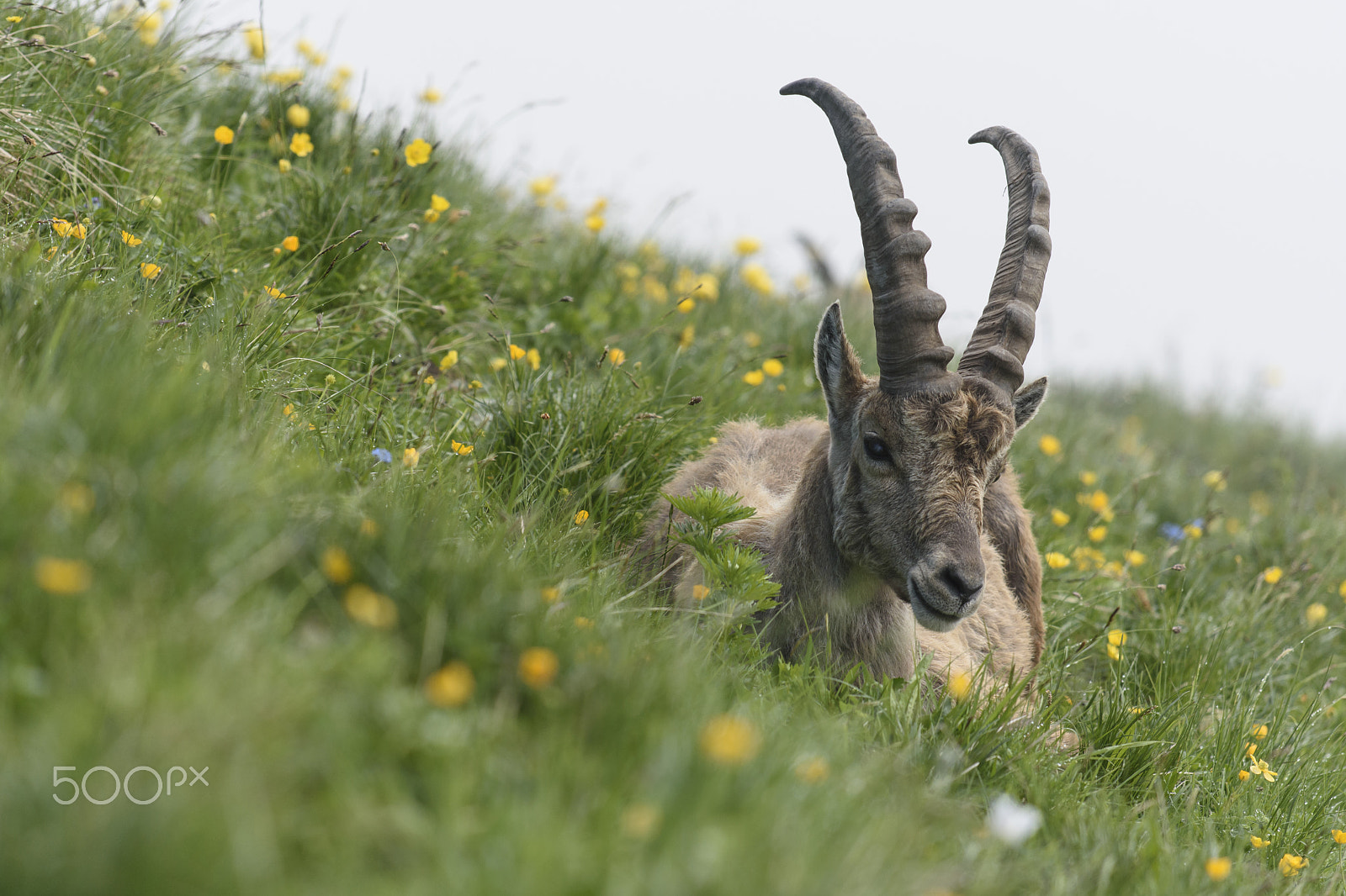 Nikon AF-S Nikkor 70-200mm F4G ED VR sample photo. Sleepy capricorn photography