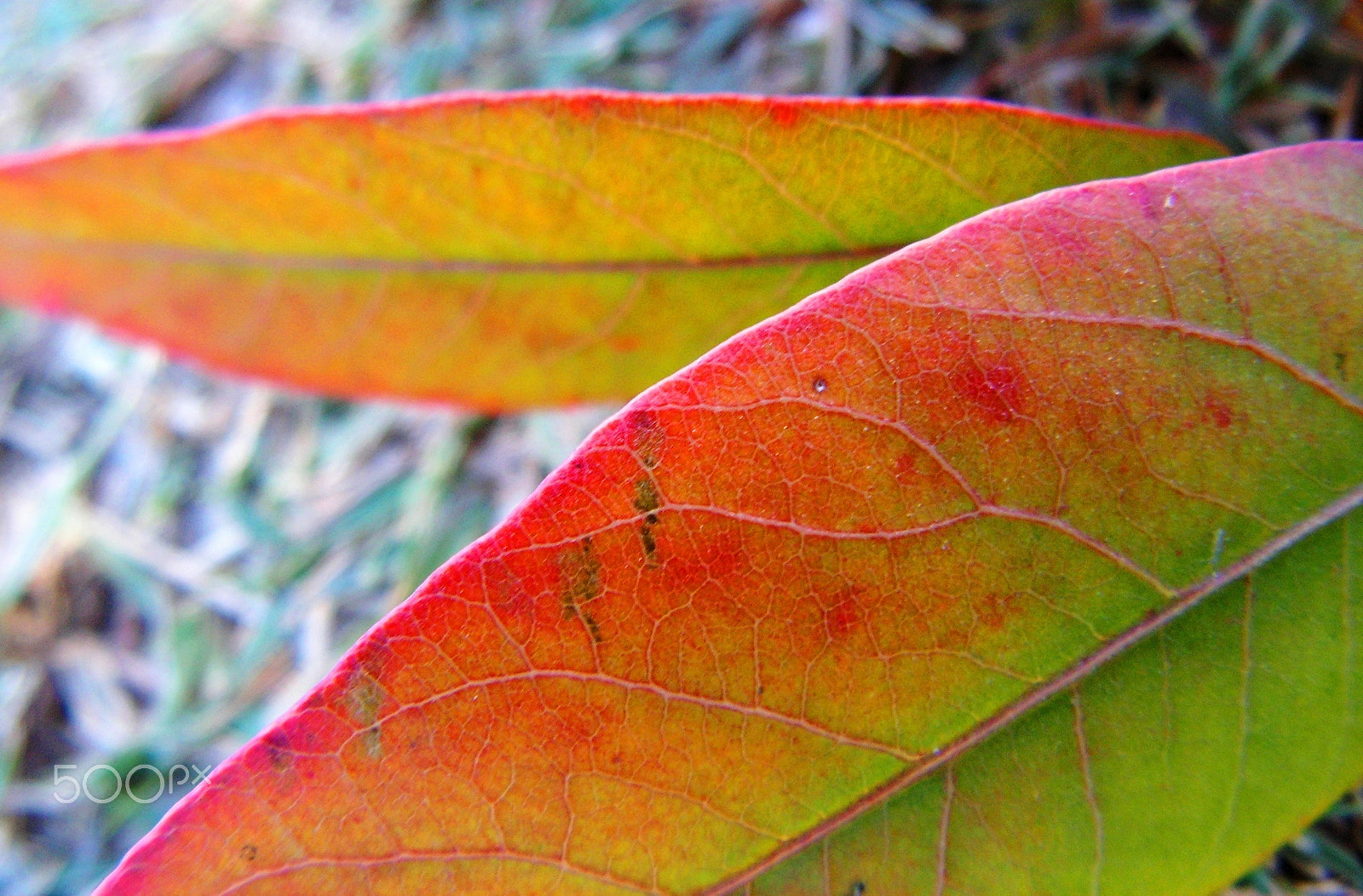 KONICA MINOLTA DiMAGE Z20 sample photo. Colors of the wind photography