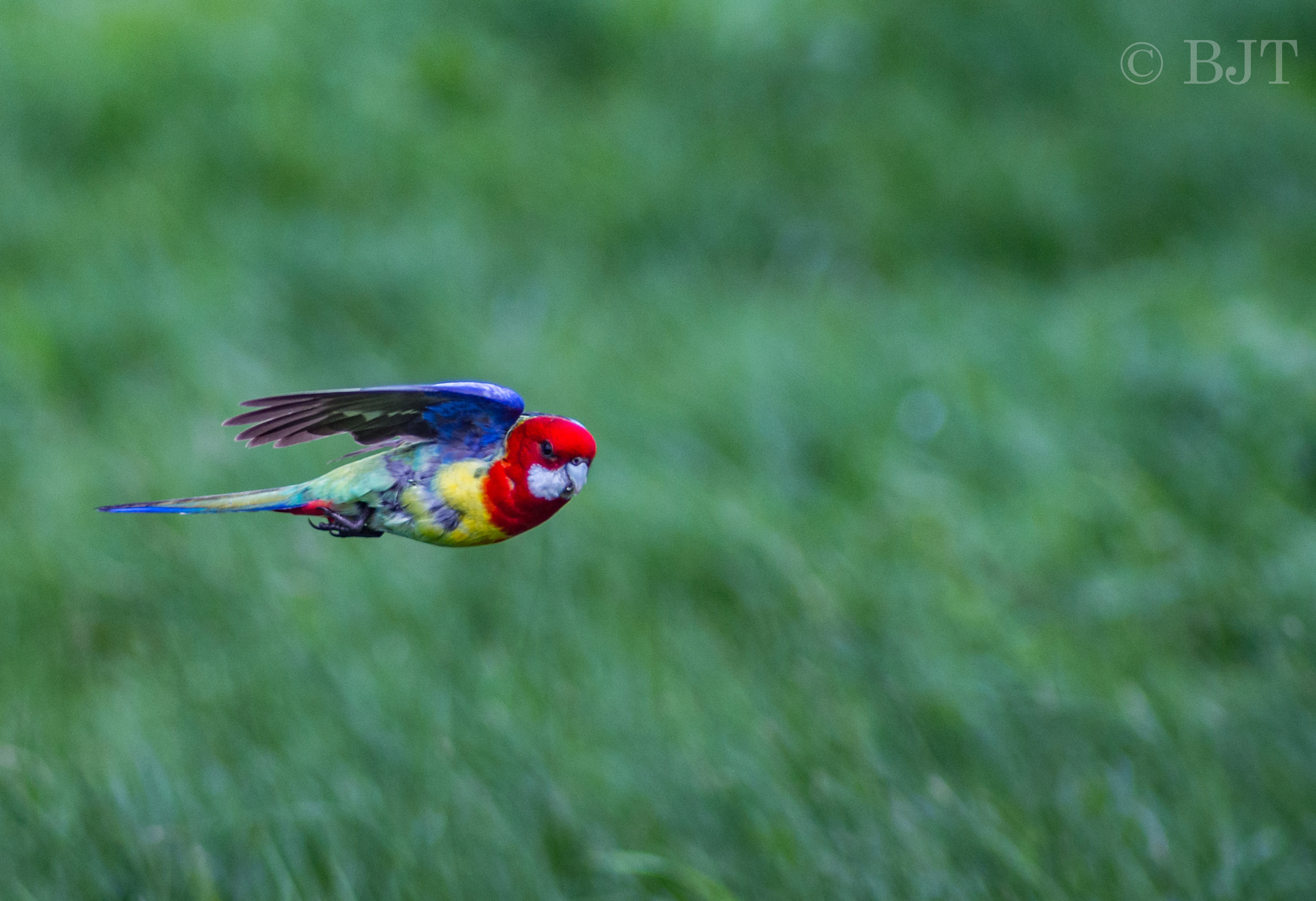 Nikon AF-S Nikkor 300mm F2.8G ED VR II sample photo. Speedy photography