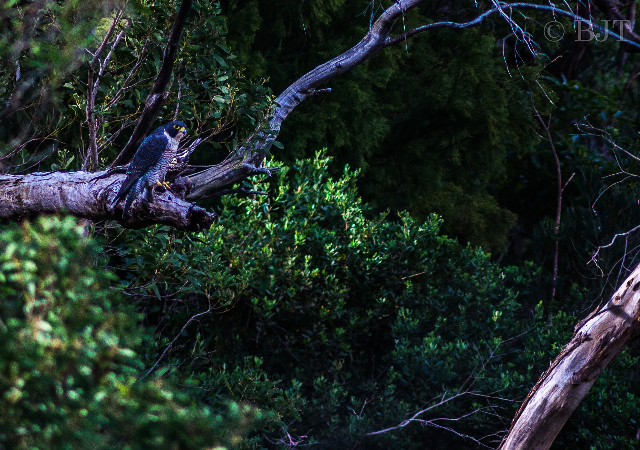 Nikon AF-S Nikkor 300mm F2.8G ED VR II sample photo. The falcon photography