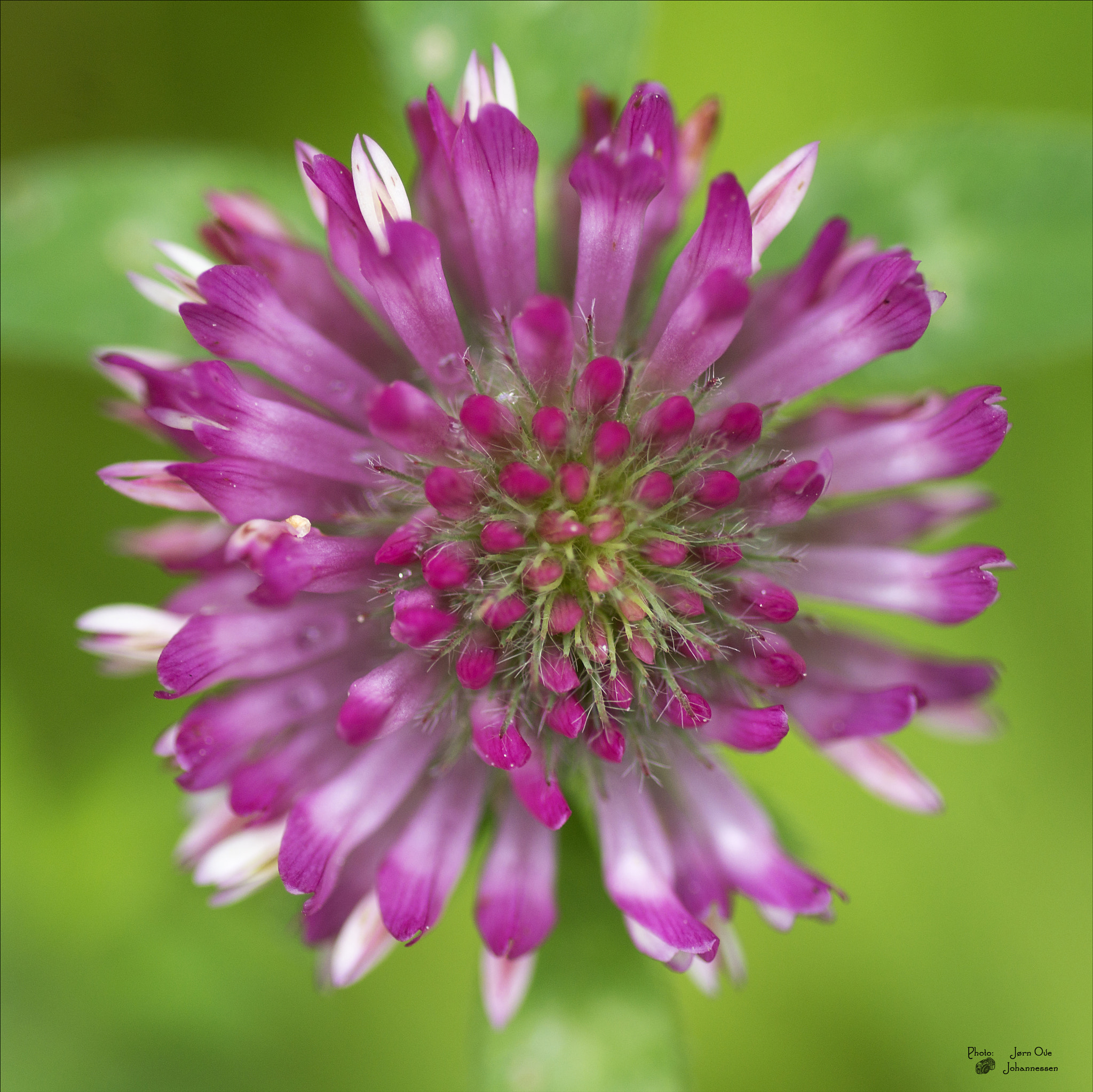 Sony SLT-A77 + Tamron SP AF 90mm F2.8 Di Macro sample photo. Trifolium pratence photography