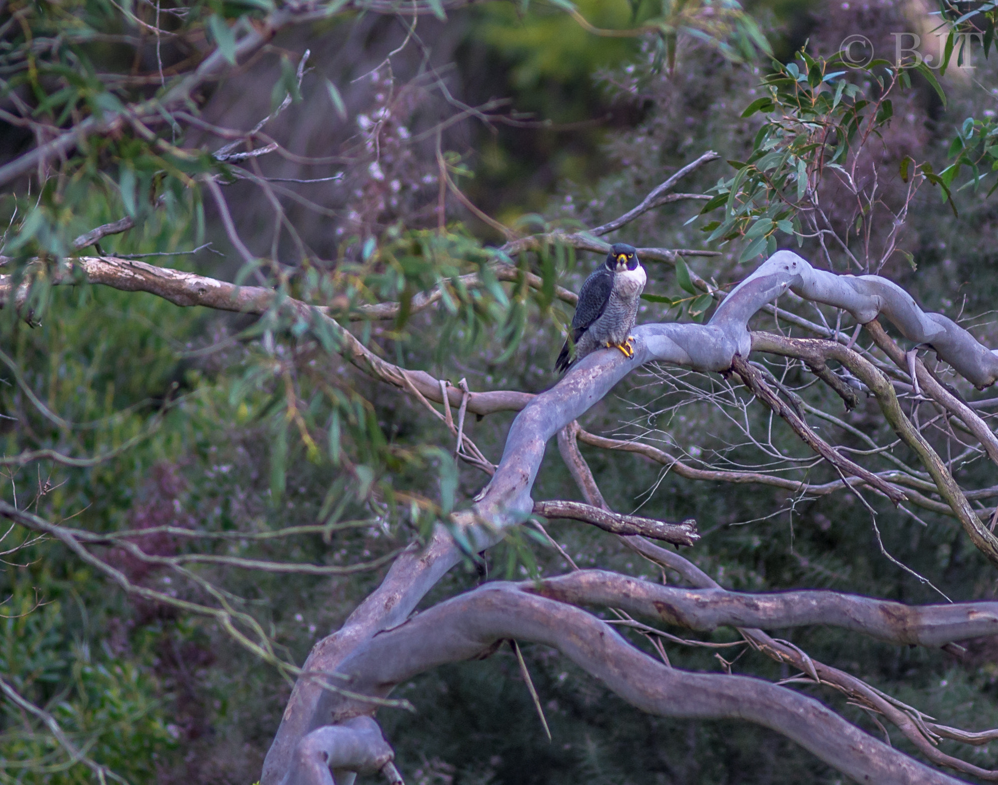 Nikon AF-S Nikkor 300mm F2.8G ED VR II sample photo. I see you photography