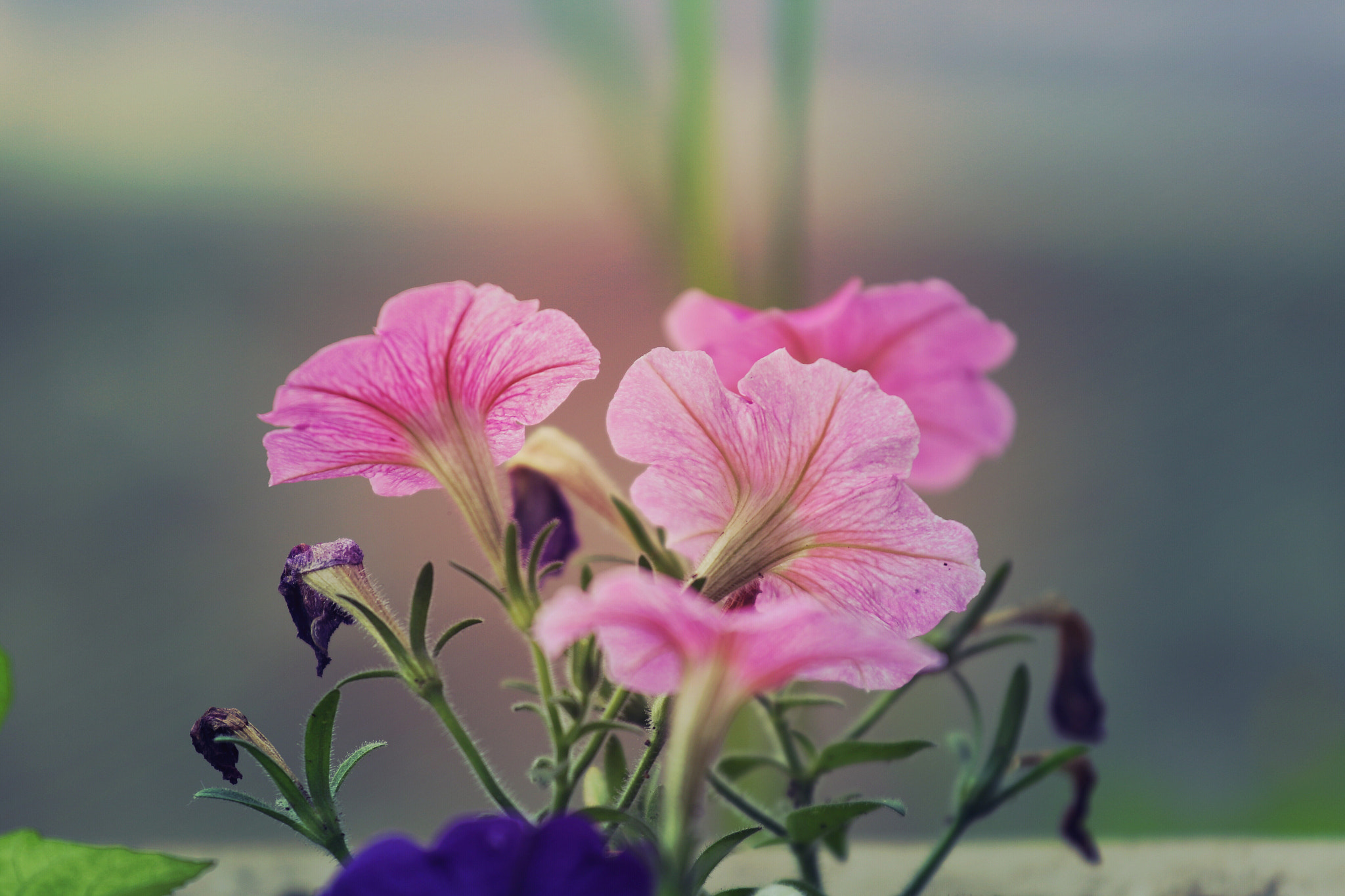 Canon EF 70-200mm F4L IS USM sample photo. Flower photography