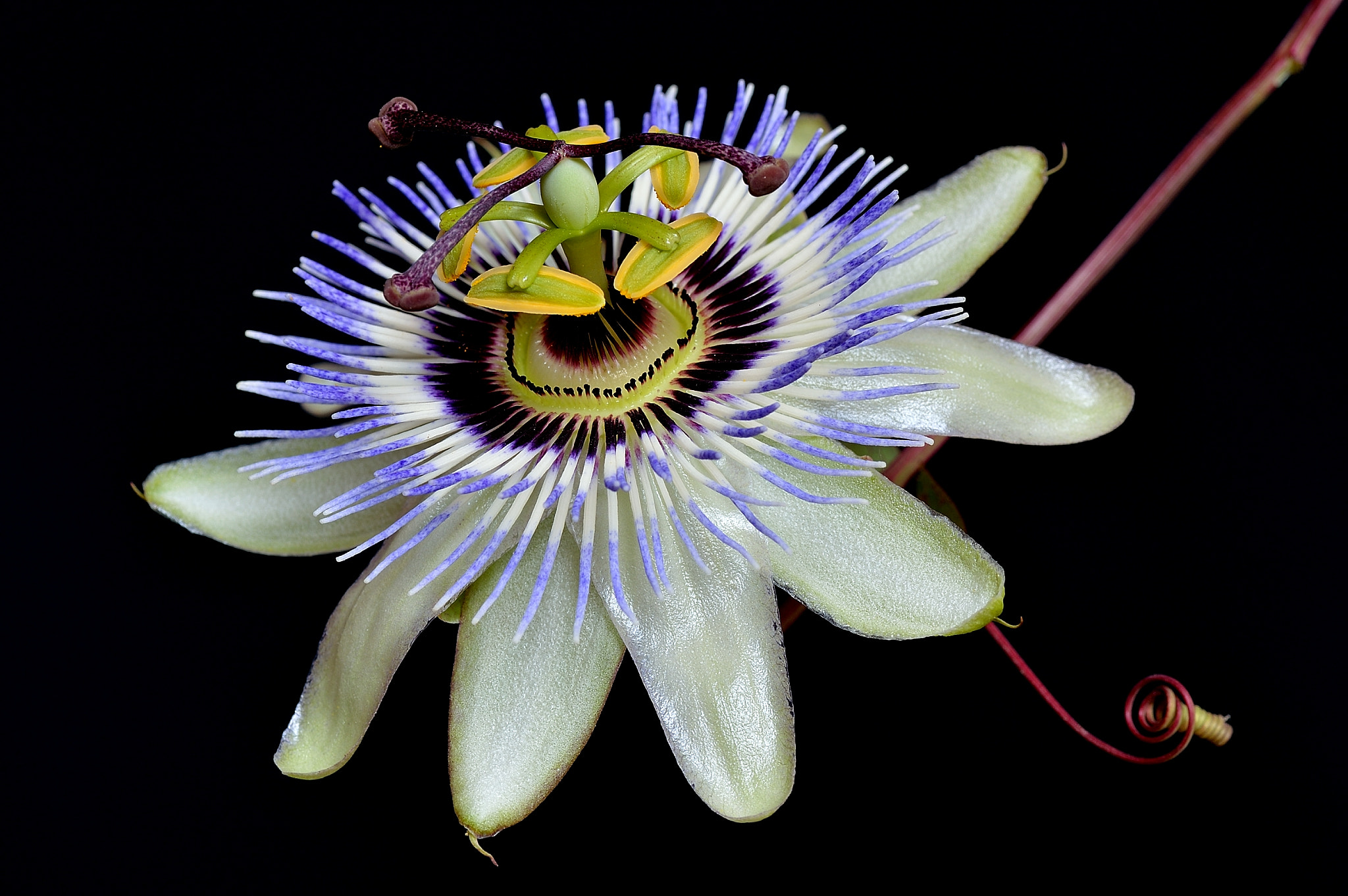 Nikon D3200 + Tamron SP 90mm F2.8 Di VC USD 1:1 Macro sample photo. Passiflora photography