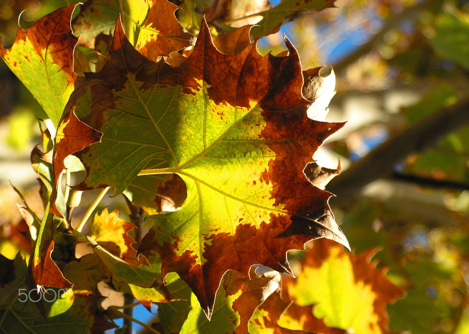 KONICA MINOLTA DiMAGE Z20 sample photo. A map of autumn photography