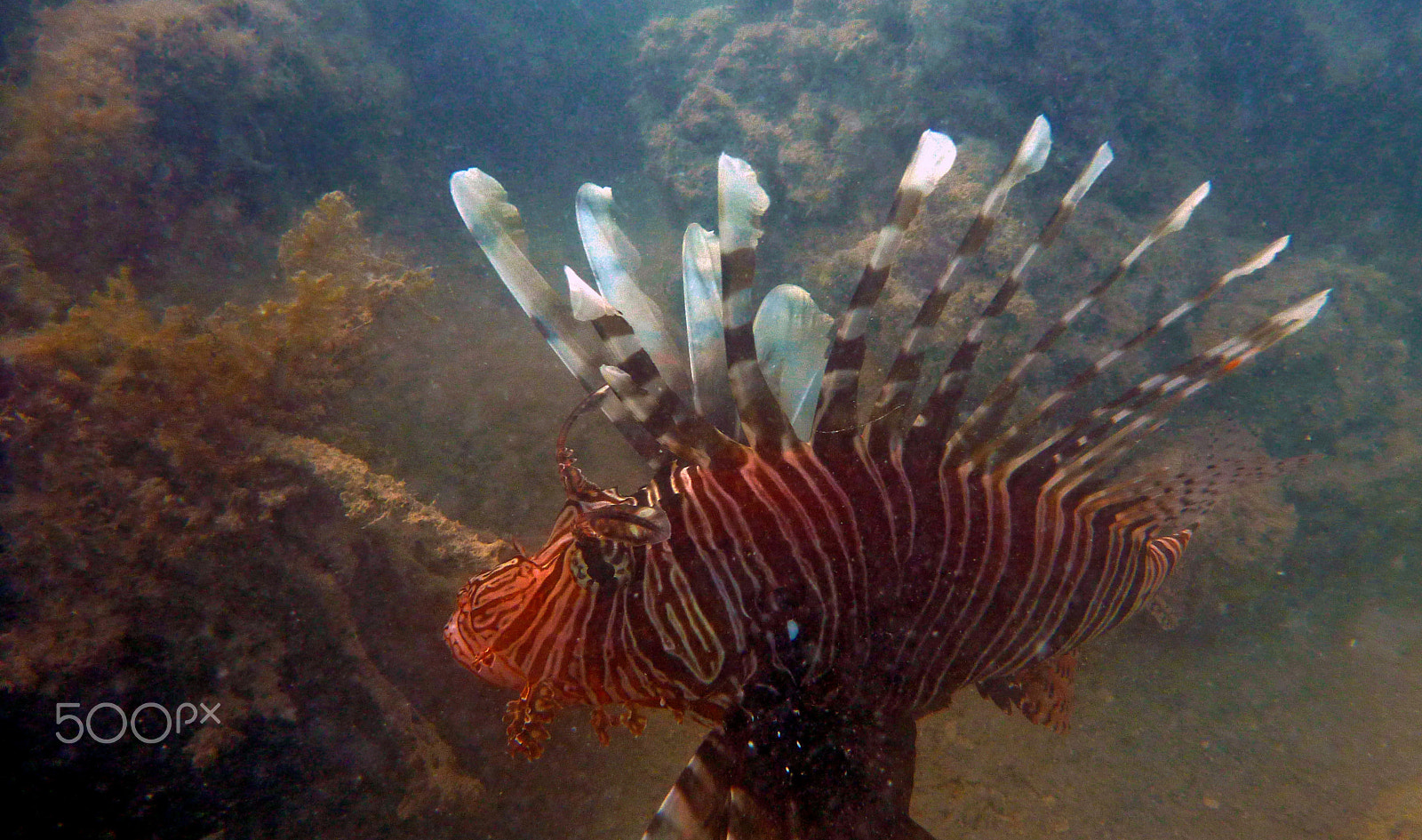 Panasonic DMC-FT3 sample photo. Lionfish close-up photography