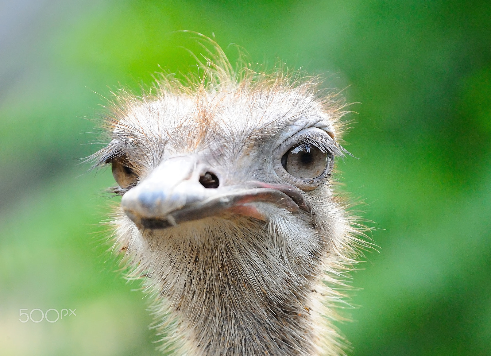 Sigma 50-500mm F4-6.3 EX APO RF HSM sample photo. Ostrich photography