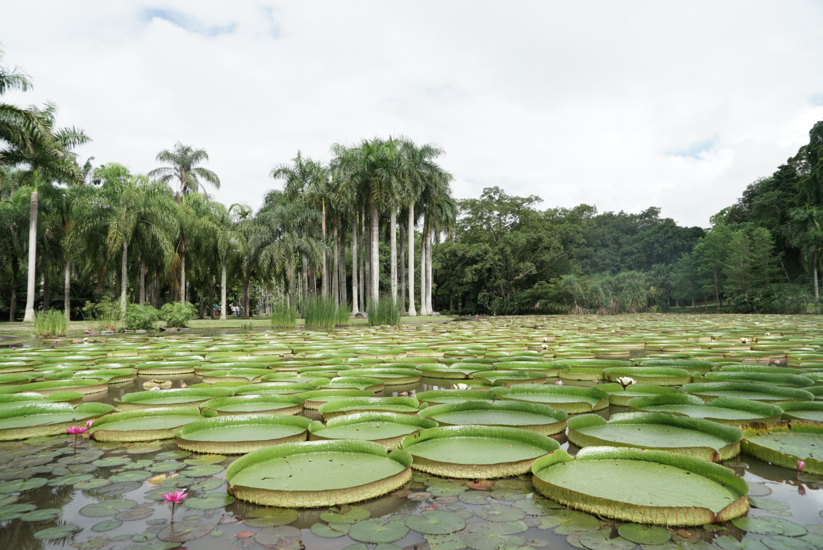 Sony a7 II + Sony FE 24-240mm F3.5-6.3 OSS sample photo. Royal water lily photography