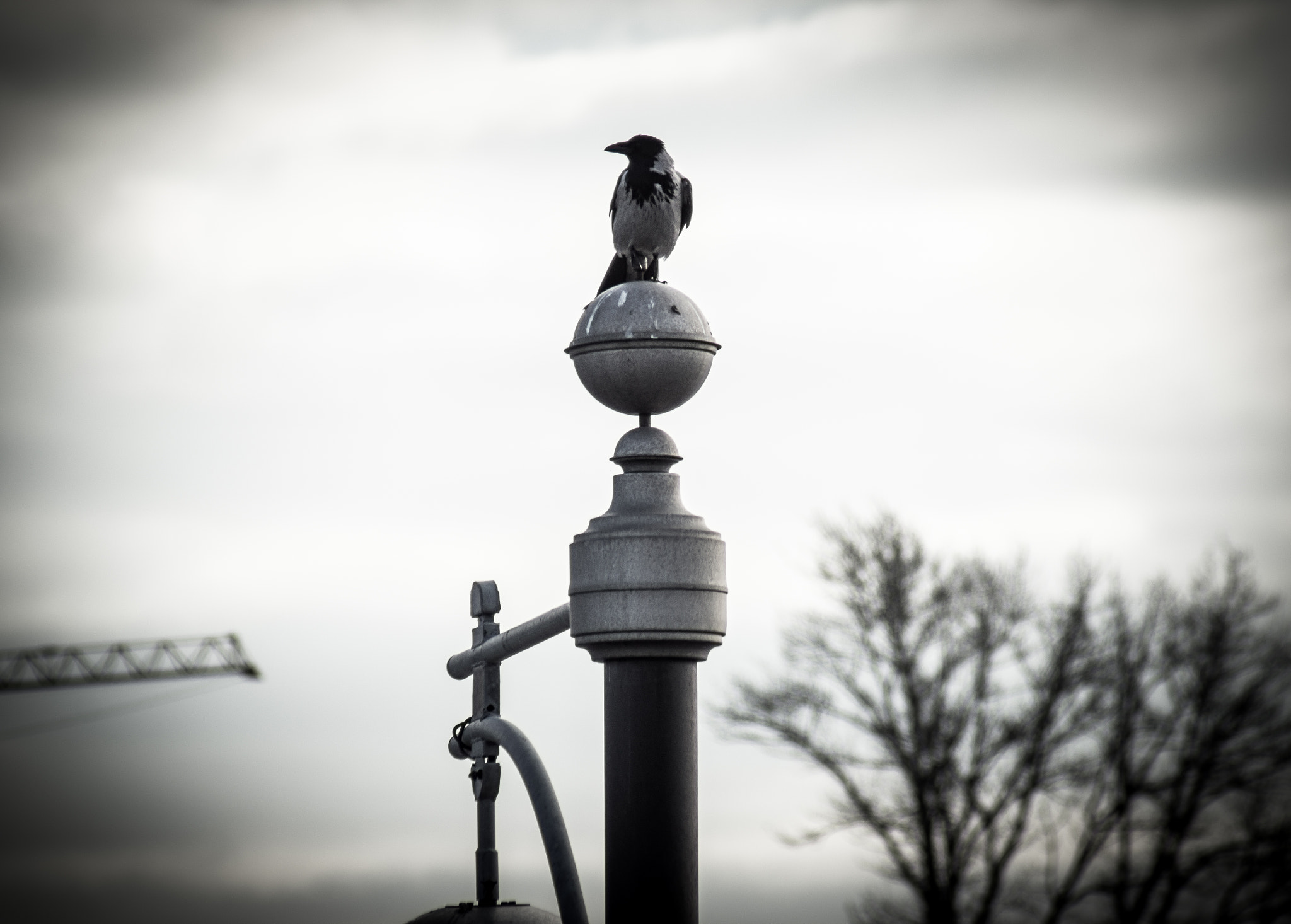 Sony SLT-A77 sample photo. Observer photography