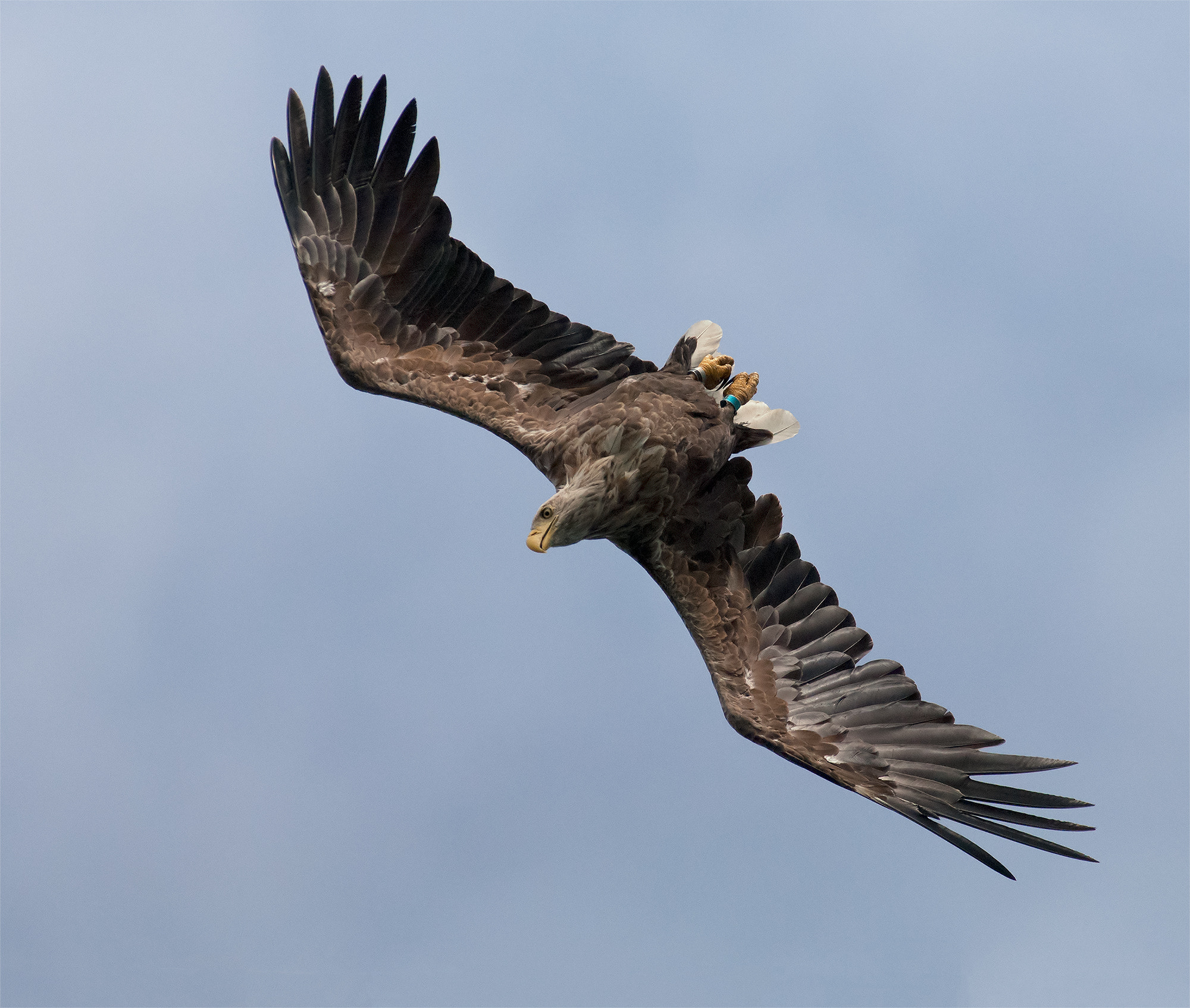 Nikon AF-S Nikkor 300mm F2.8G ED VR II sample photo. Downside up photography