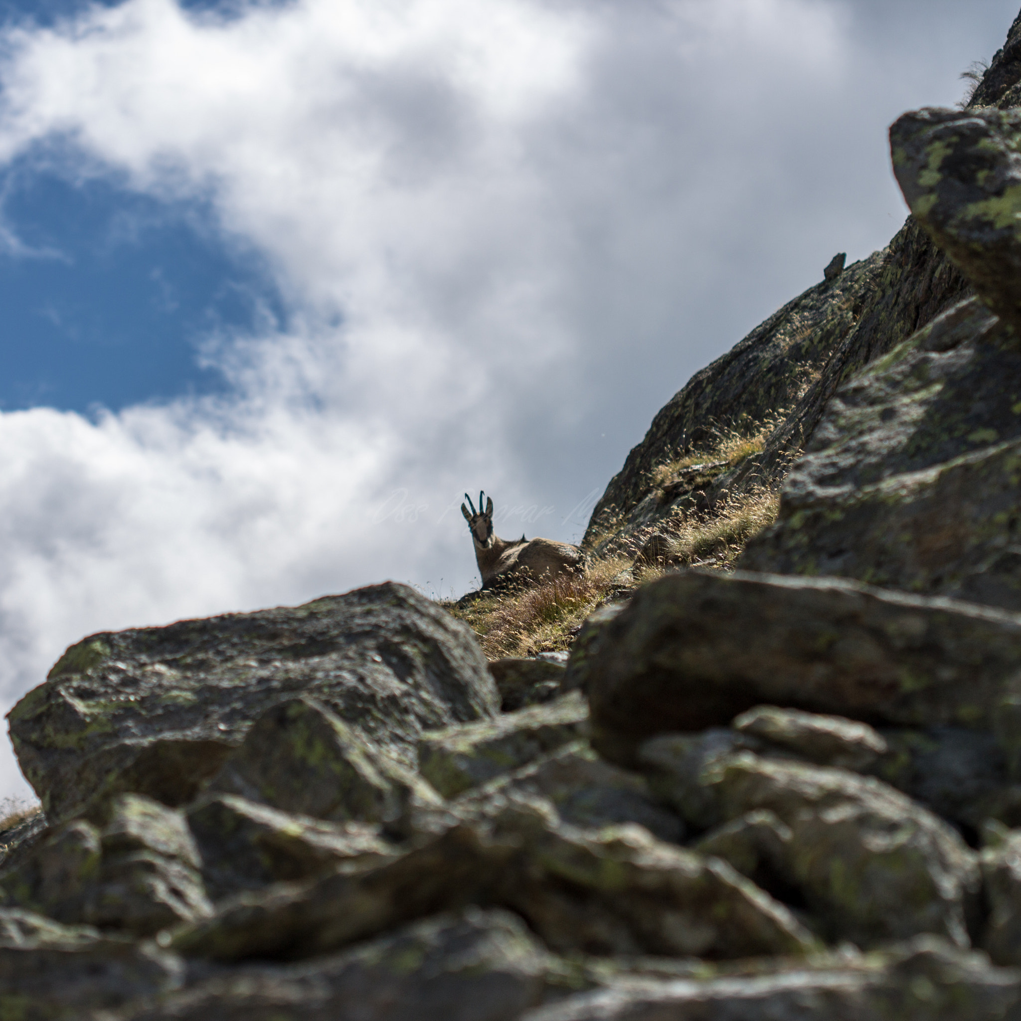 Canon EF 100mm F2.8 Macro USM sample photo. Rifugio larcher cevedale photography