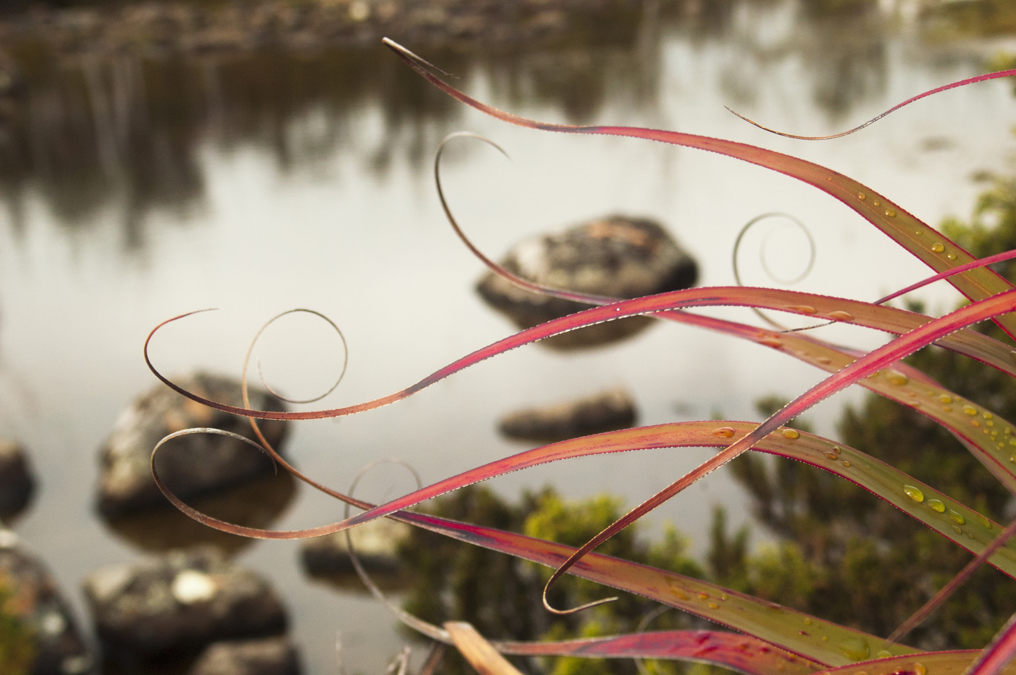 Nikon D70s sample photo. Pandani tentacles photography