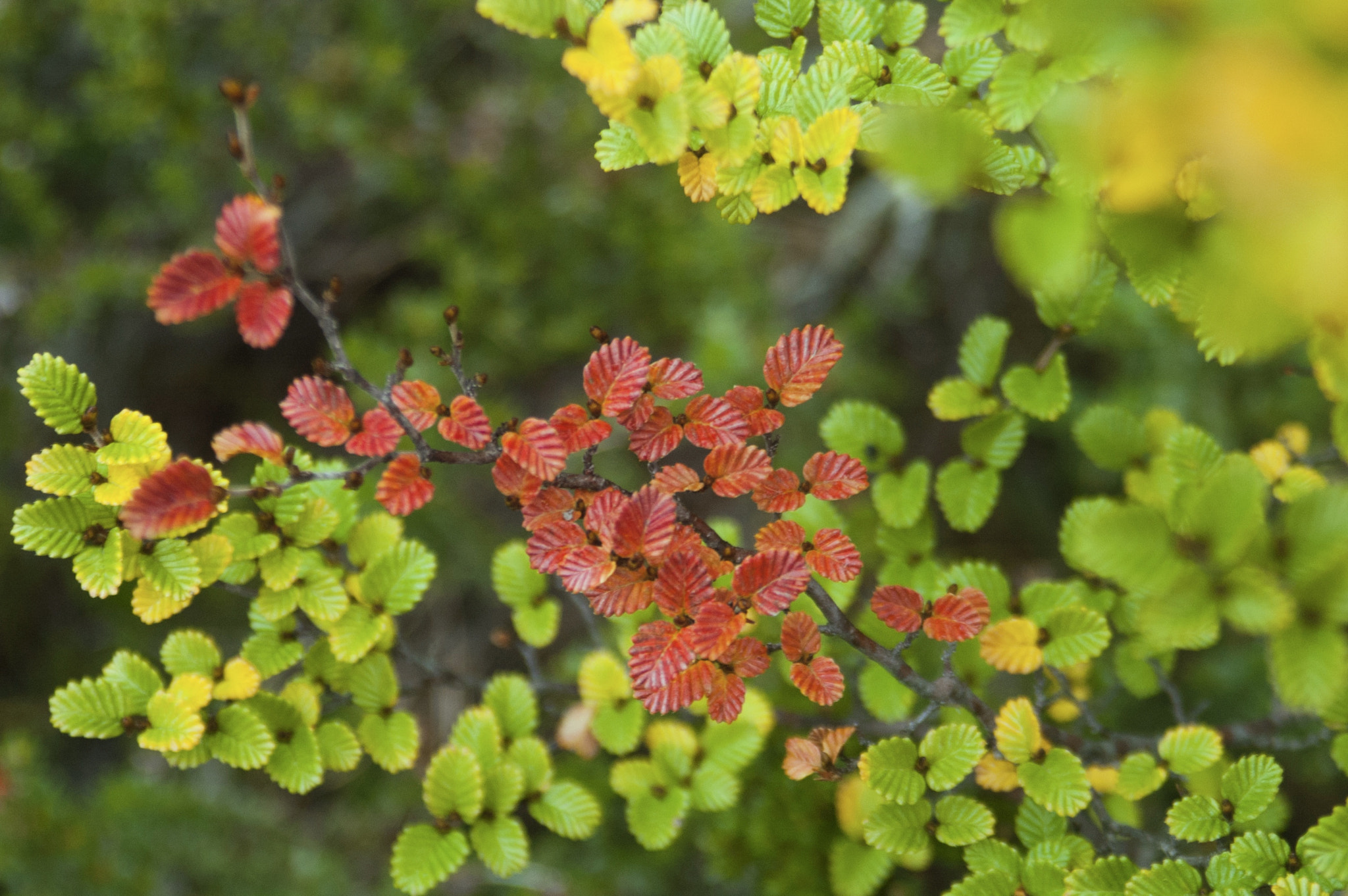 Nikon D70s sample photo. Turning fagus photography