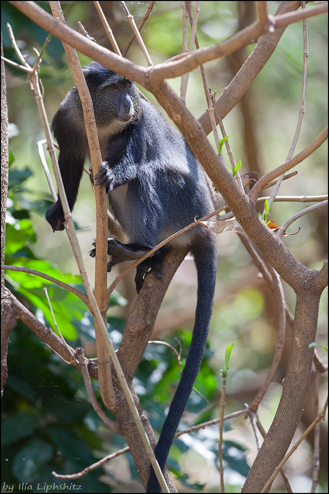 Canon EOS-1D Mark III + Canon EF 300mm F2.8L IS USM sample photo. Blue monkey №3 photography