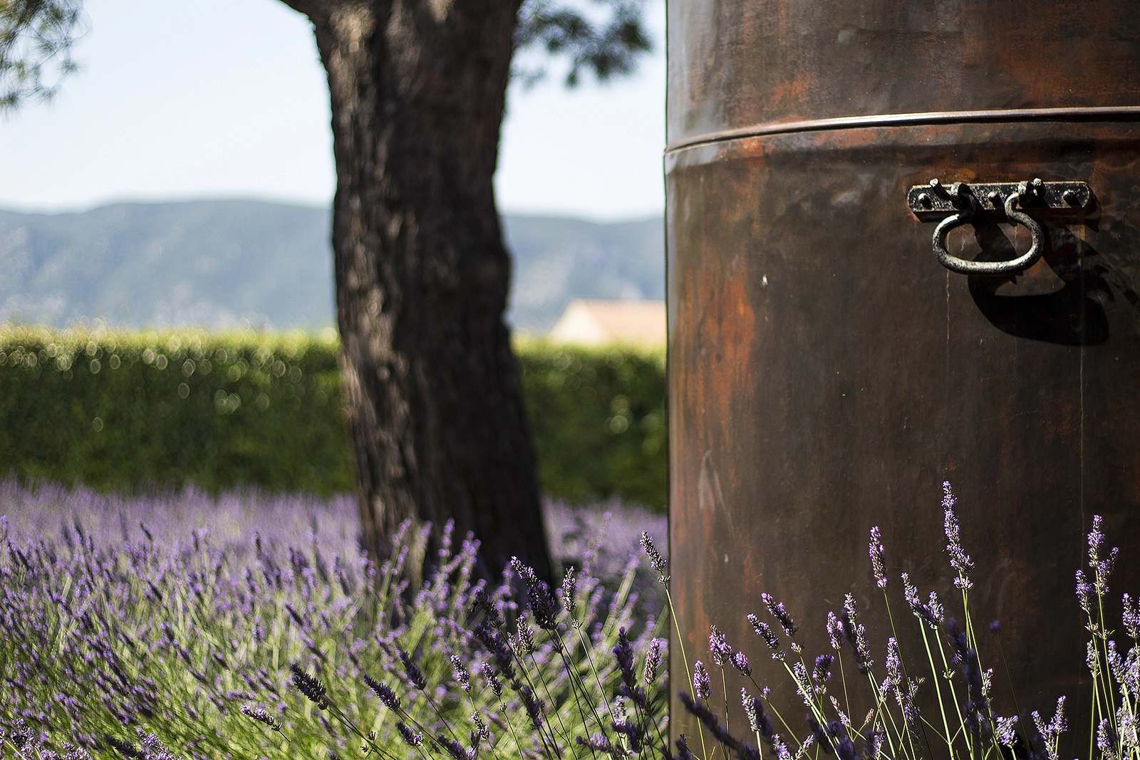 Canon EOS 100D (EOS Rebel SL1 / EOS Kiss X7) + Canon EF 50mm F1.8 II sample photo. Provence, la lavande photography