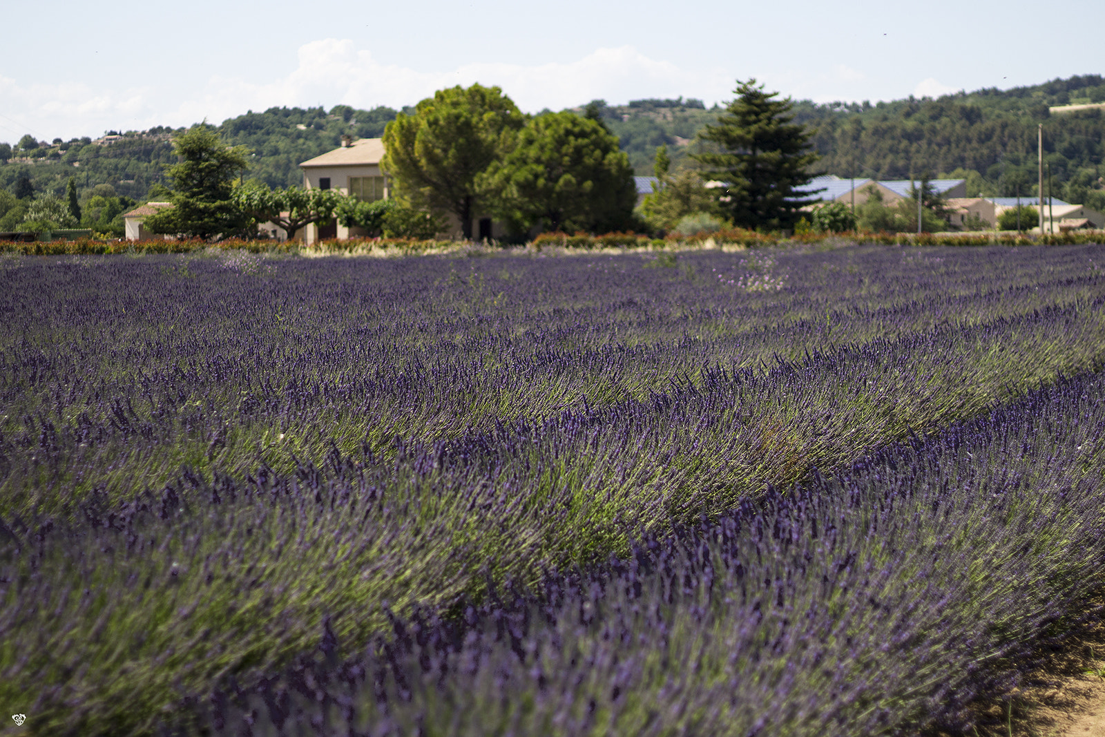 Canon EOS 100D (EOS Rebel SL1 / EOS Kiss X7) + Canon EF 50mm F1.8 II sample photo. Provence, la lavande photography
