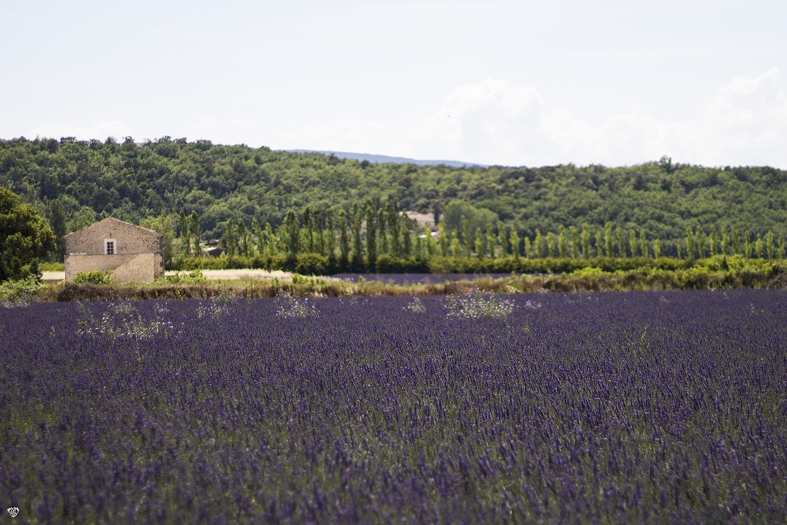 Canon EOS 100D (EOS Rebel SL1 / EOS Kiss X7) + Canon EF 50mm F1.8 II sample photo. Provence, la lavande photography