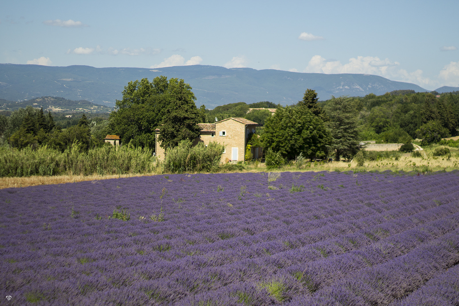 Canon EOS 100D (EOS Rebel SL1 / EOS Kiss X7) + Canon EF 50mm F1.8 II sample photo. Provence, la lavande photography