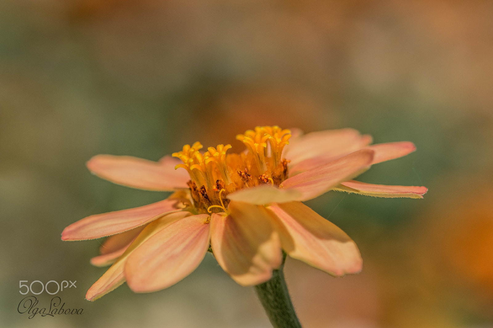 Nikon AF-S Micro-Nikkor 105mm F2.8G IF-ED VR sample photo. Beauty in nature photography