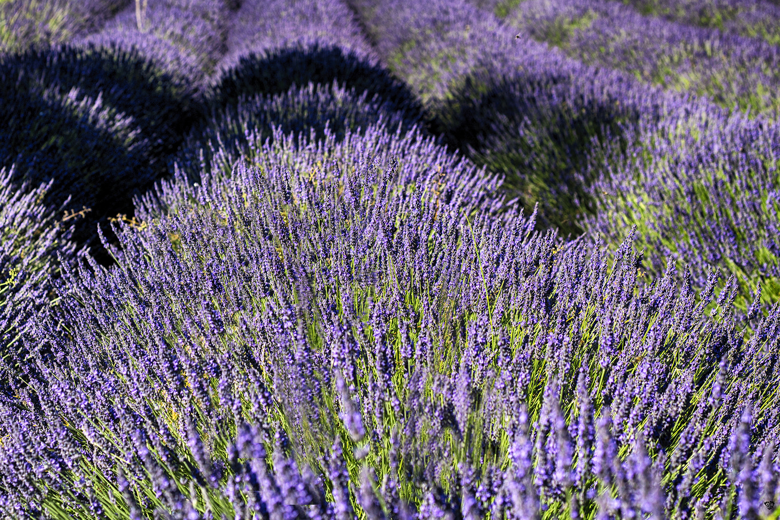 Canon EOS 100D (EOS Rebel SL1 / EOS Kiss X7) + Canon EF 50mm F1.8 II sample photo. Provence, la lavande photography