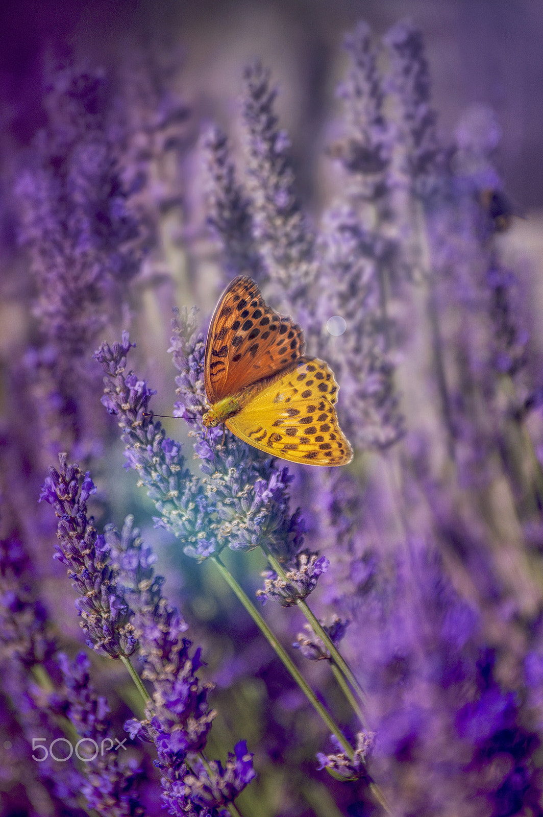 Pentax K-3 sample photo. Lavender butterfly photography